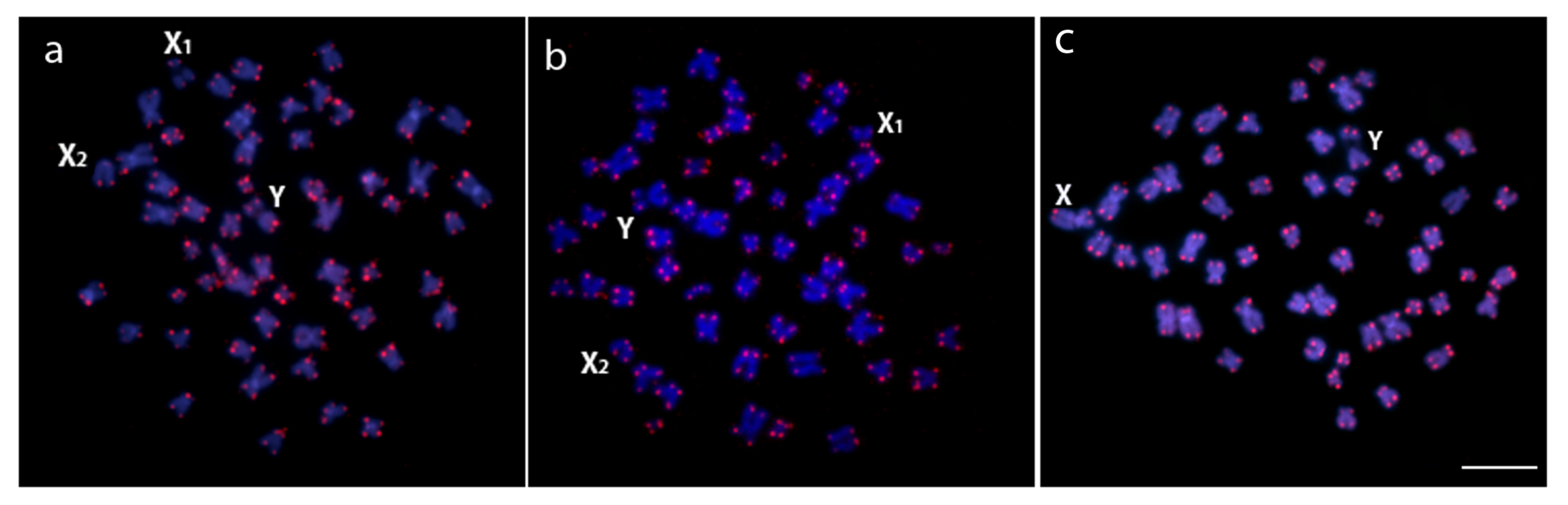 Genes 11 01179 g004 Genes 11 01179 g004