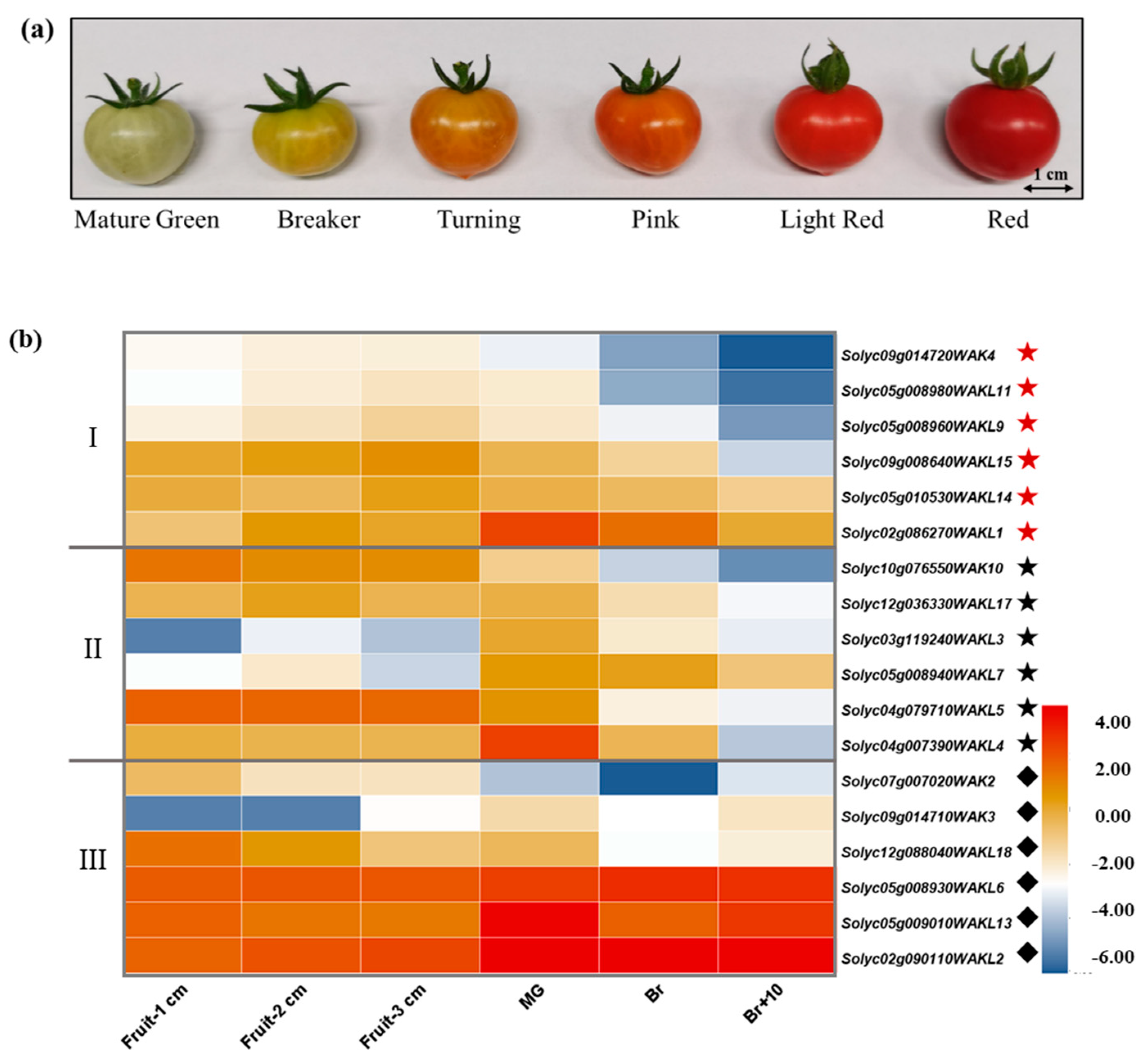 Genes Free FullText GenomeWide Identification, Classification