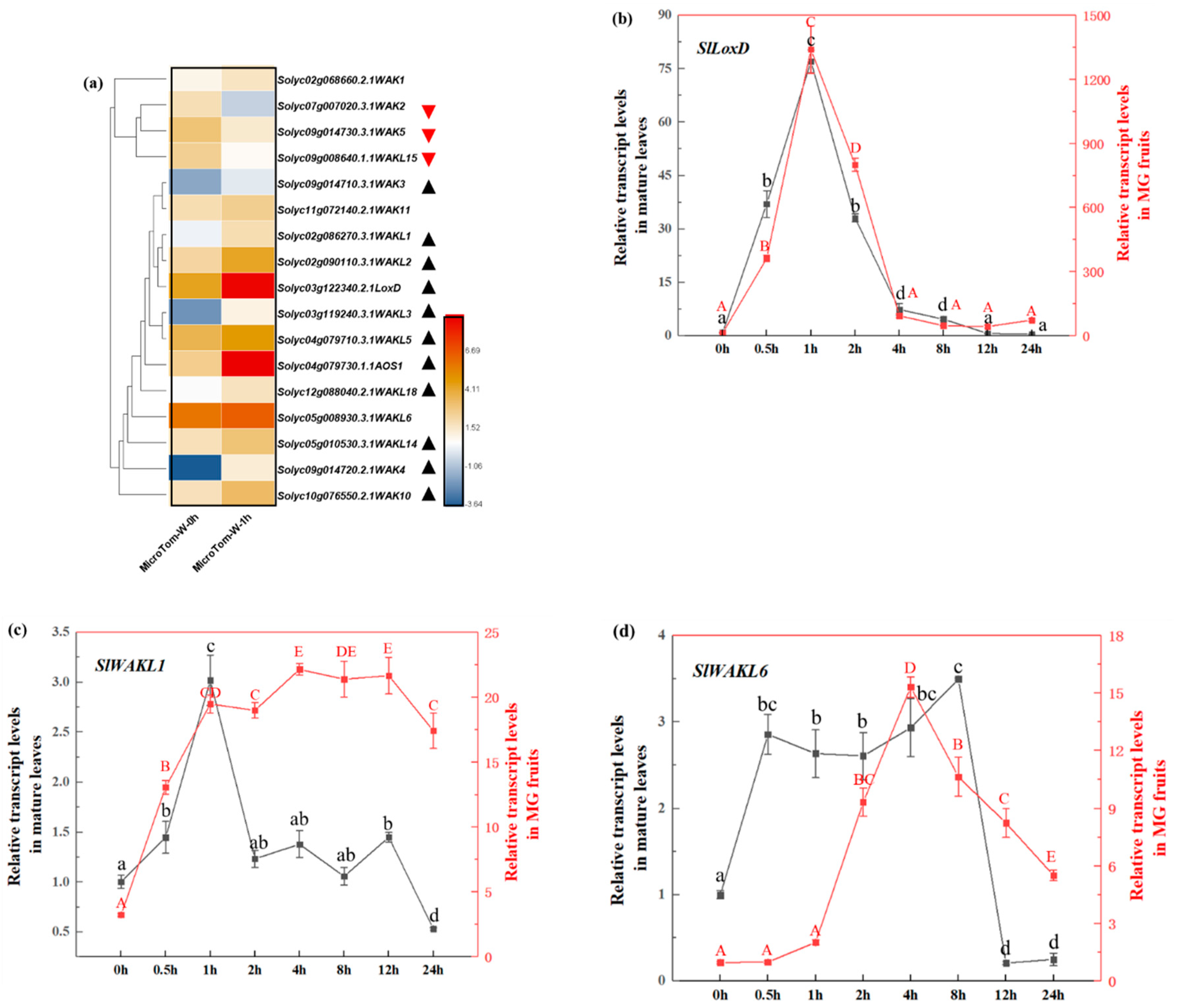 Genes 11 01186 g007 Genes 11 01186 g007