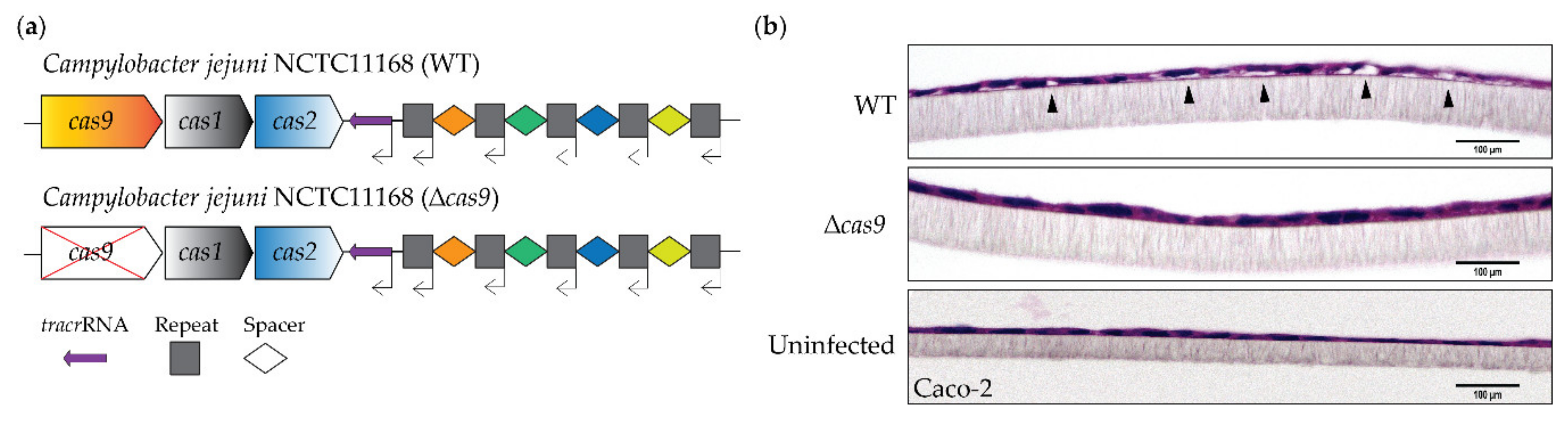Genes 11 01193 g001 Genes 11 01193 g001