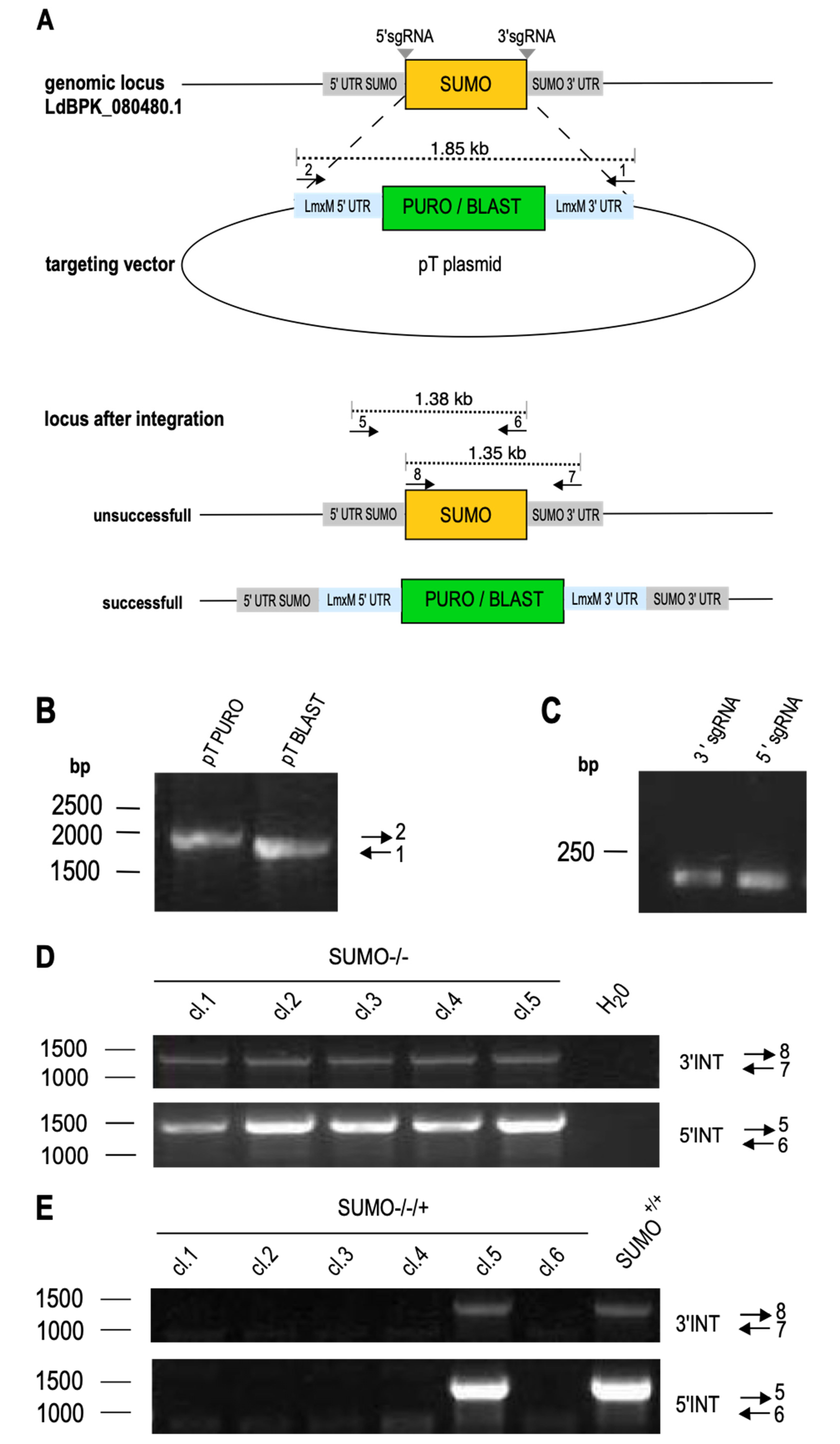 Genes 11 01198 g002 Genes 11 01198 g002