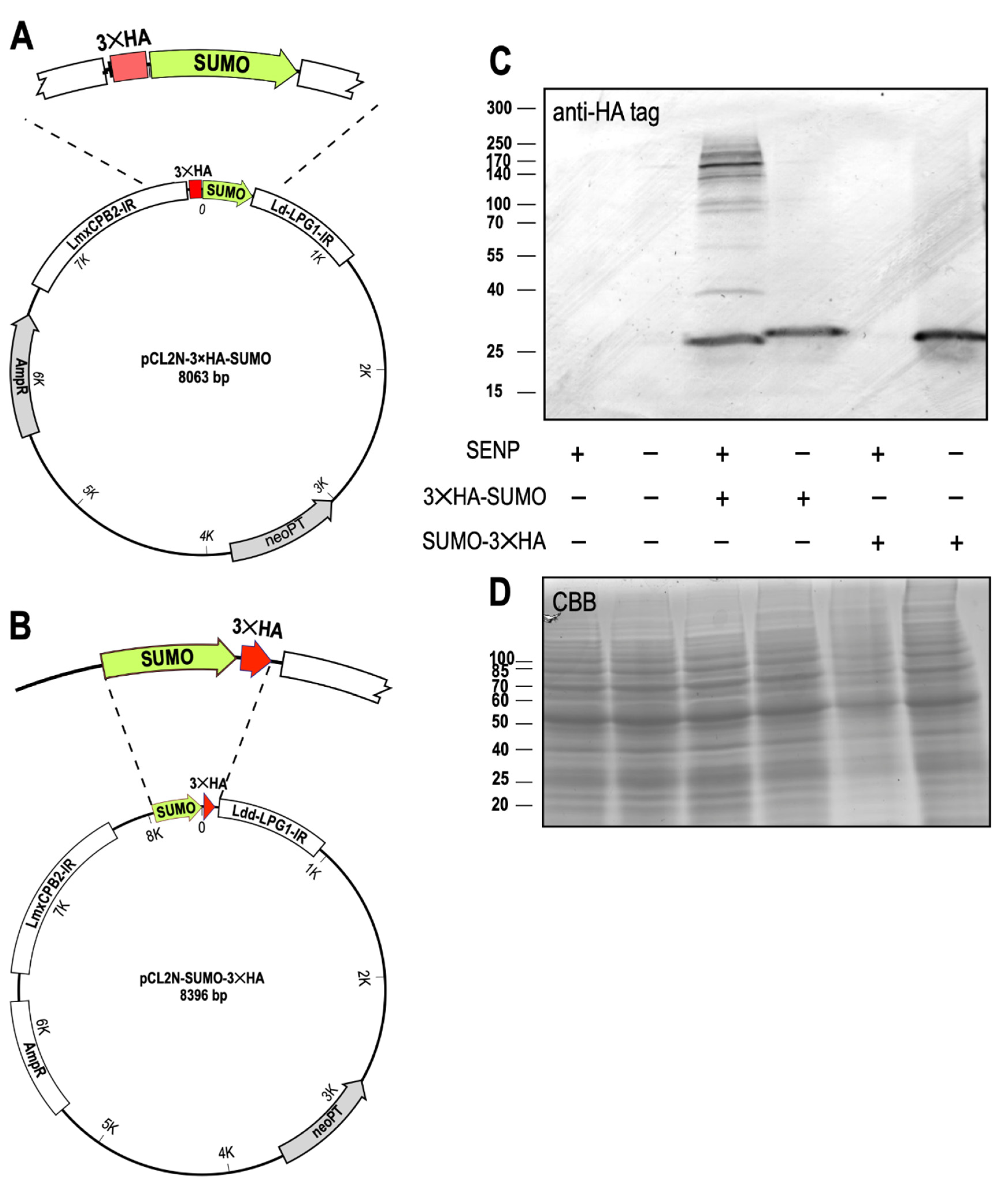 Genes 11 01198 g004 Genes 11 01198 g004