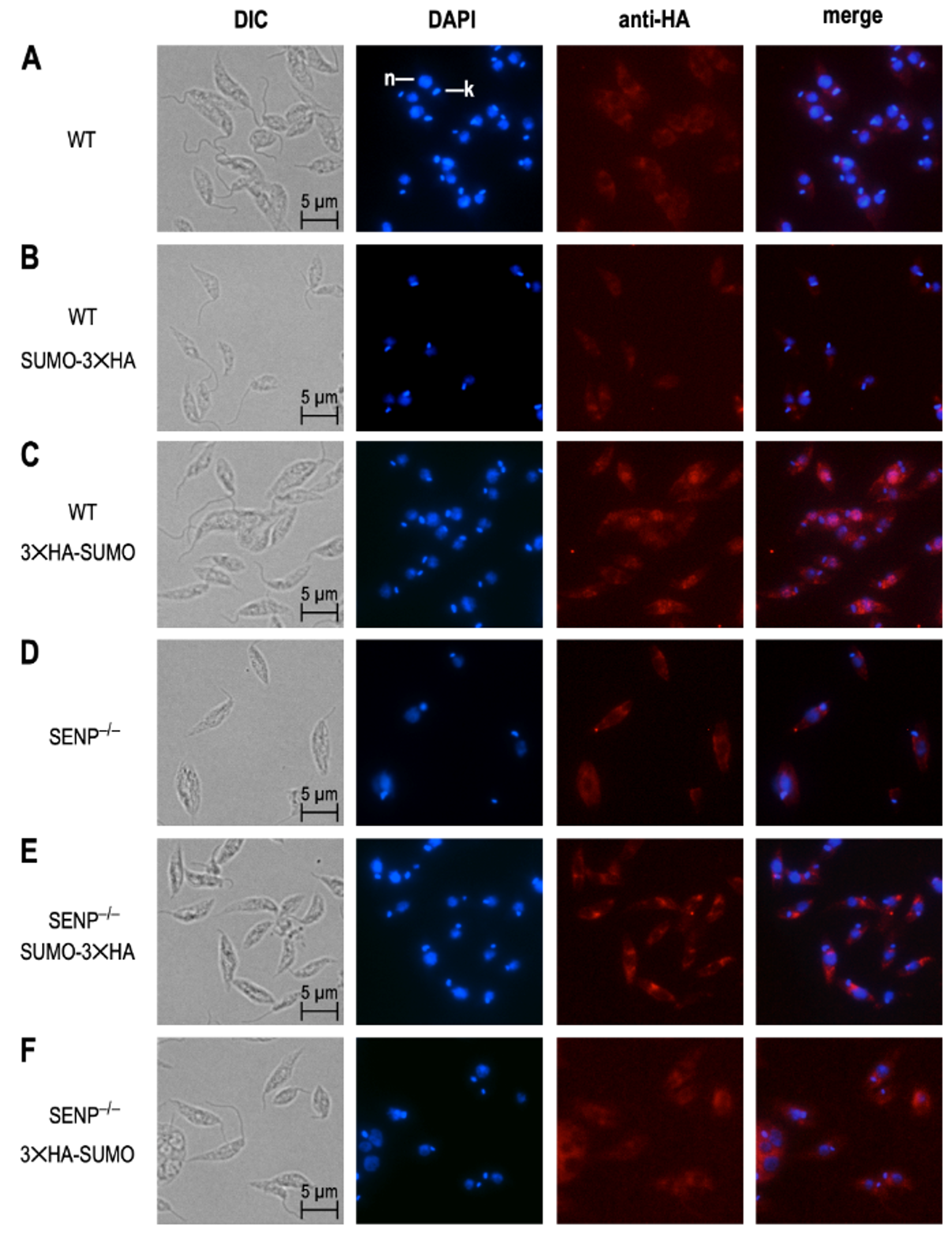 Genes 11 01198 g005 Genes 11 01198 g005