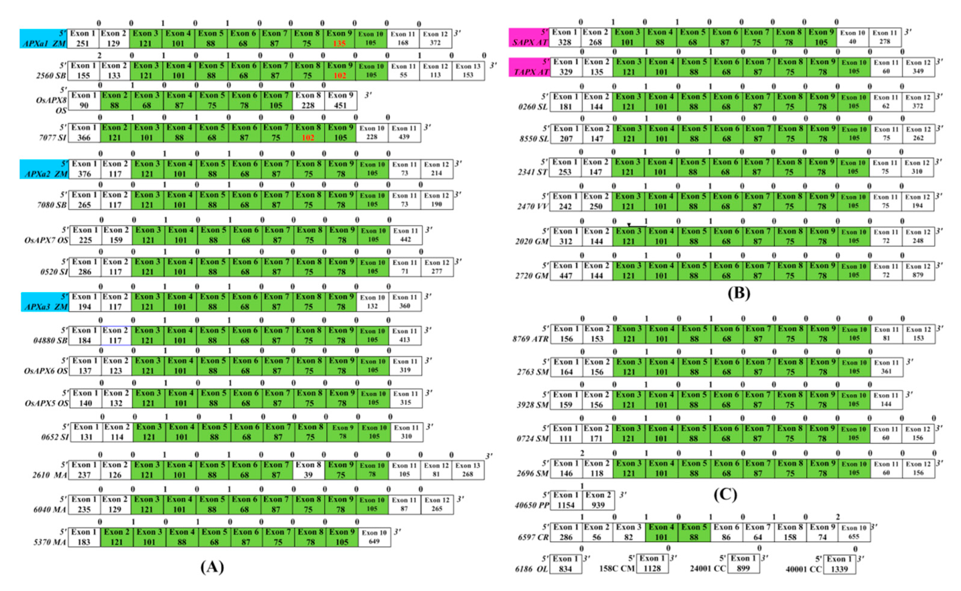 Genes 11 01204 g002 Genes 11 01204 g002