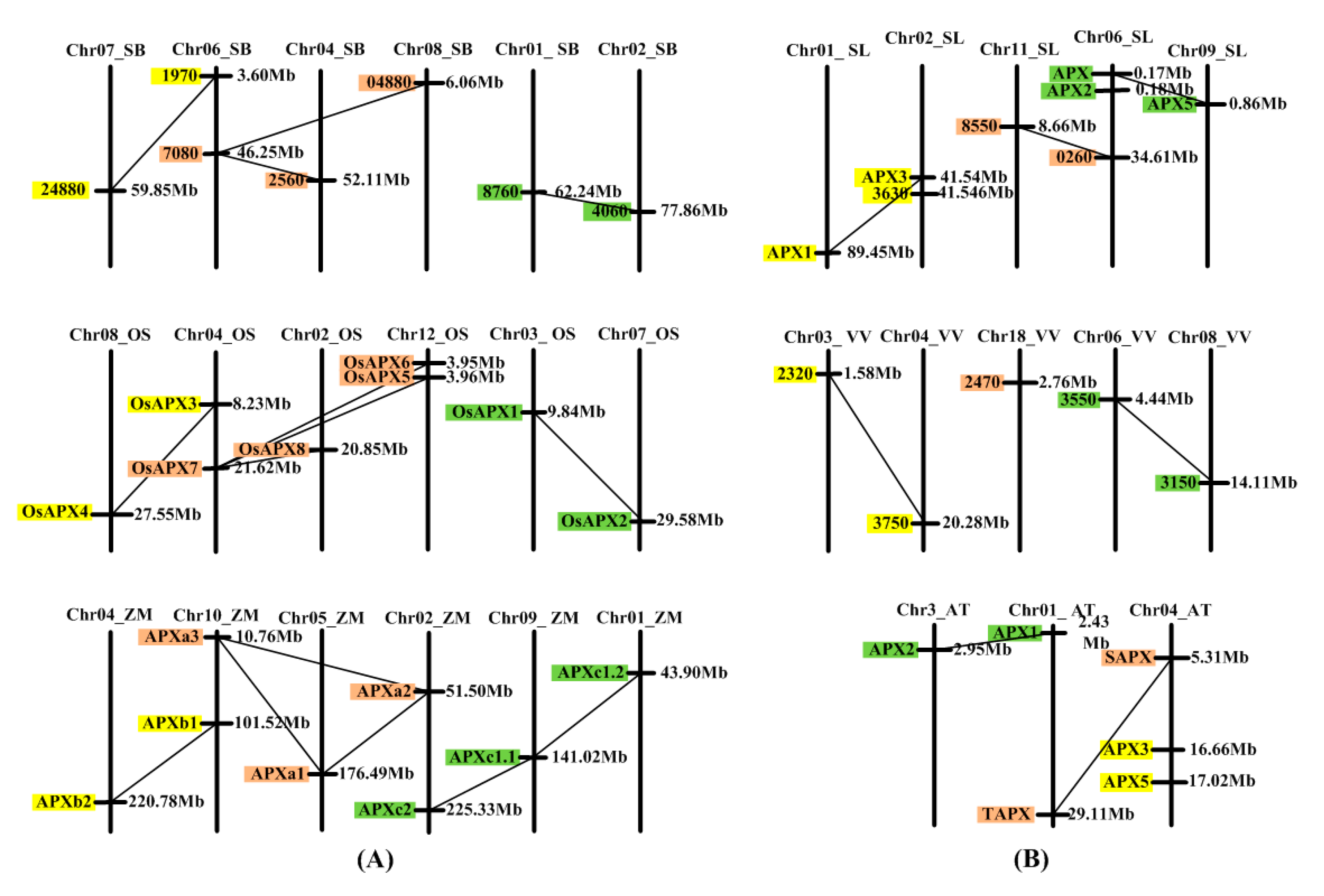 Genes 11 01204 g004 Genes 11 01204 g004