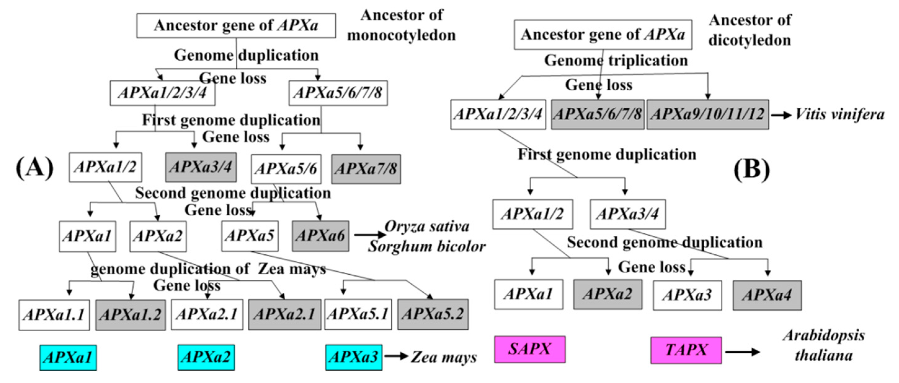 Genes 11 01204 g009 Genes 11 01204 g009