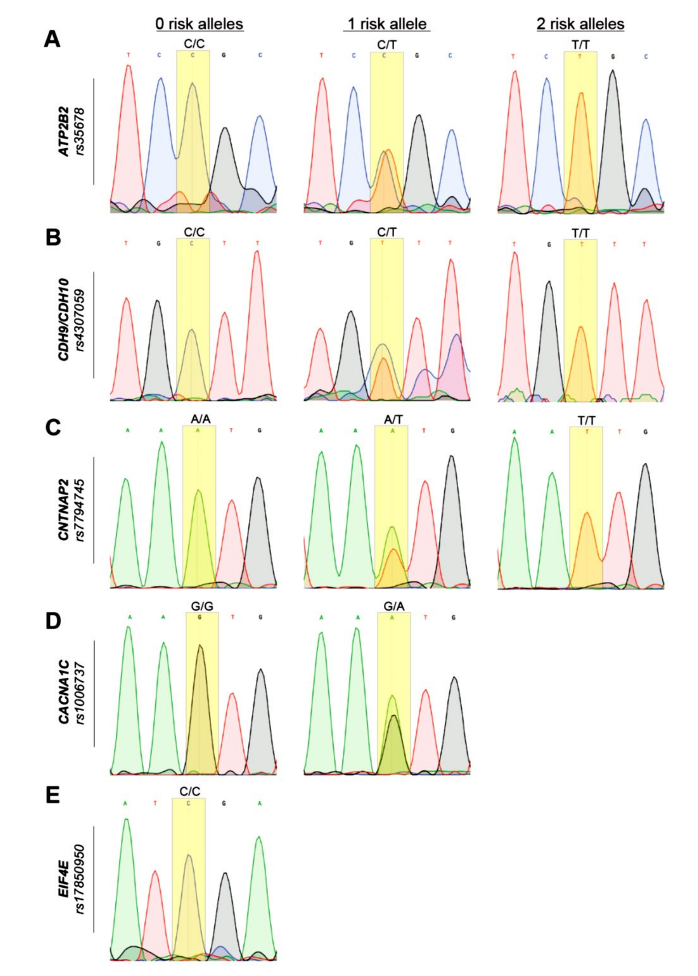 Genetic Risk of Autism Spectrum Disorder in a Pakistani