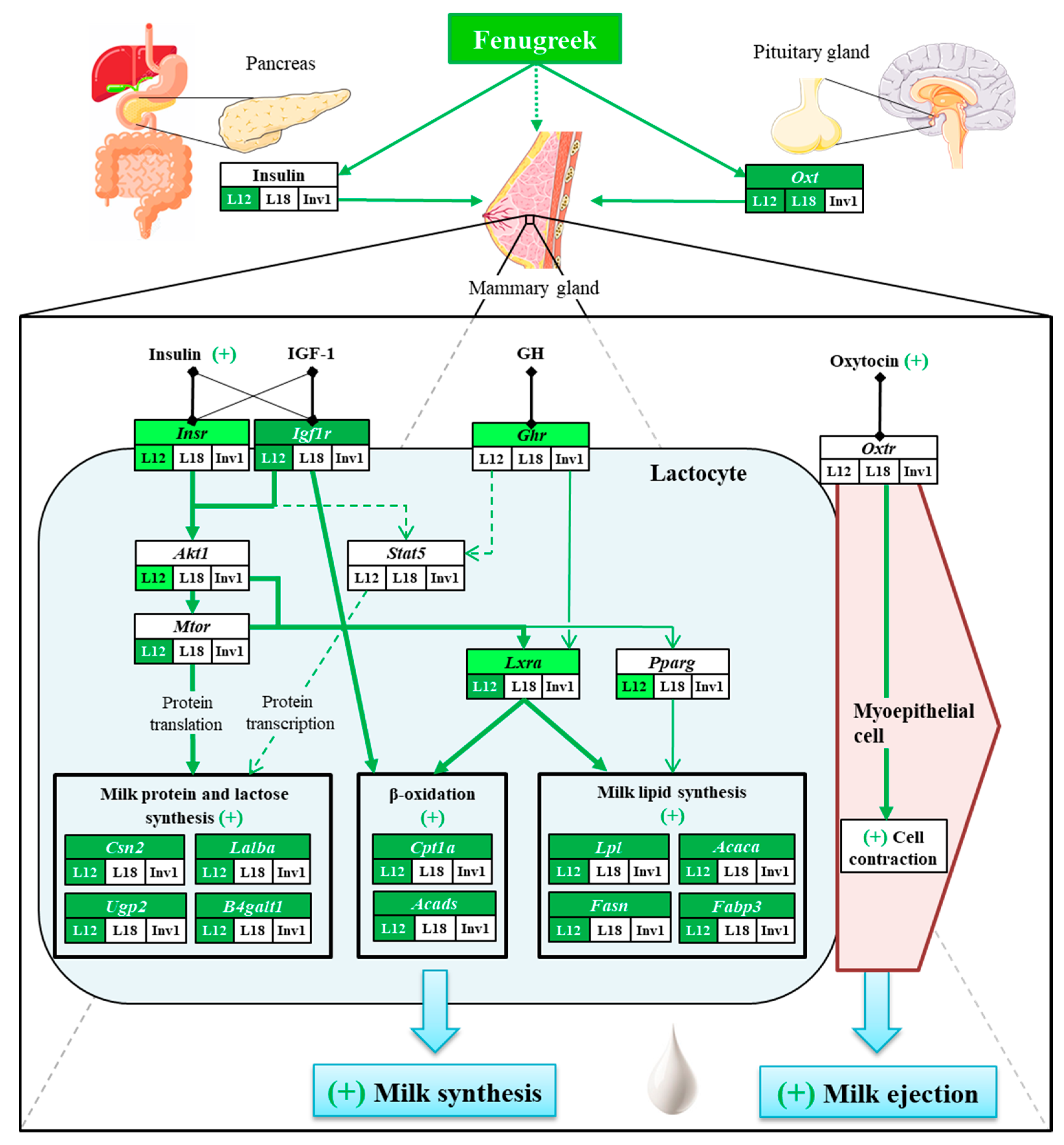 Fenugreek Production Guide : Fenugreek Production Guide : How To Grow Fenugreek ... - Sep 04, 2020 · fenugreek leaves play a massive role in the process of the cure of tuberculosis.