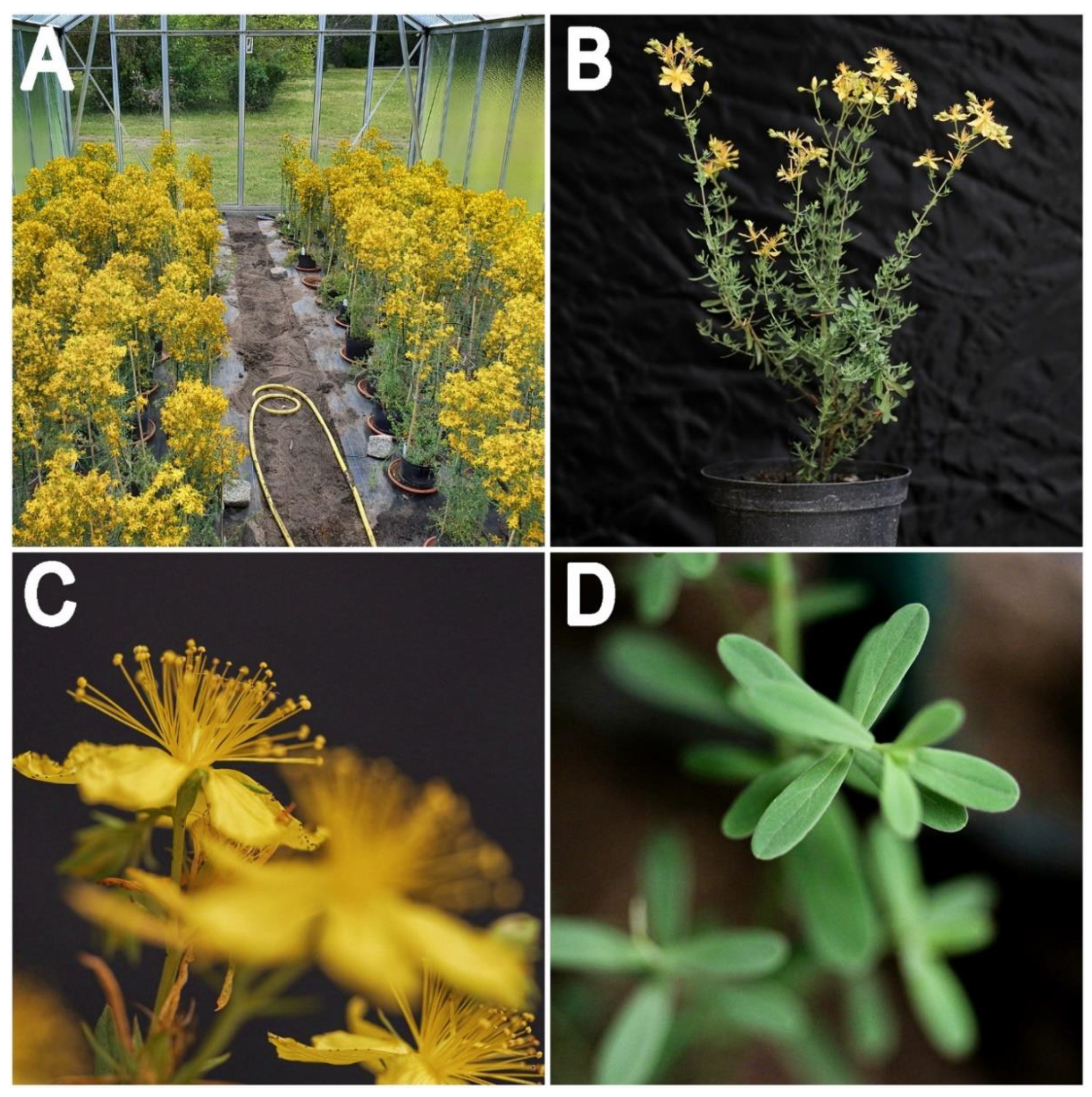 Genes 11 01210 g001 Genes 11 01210 g001