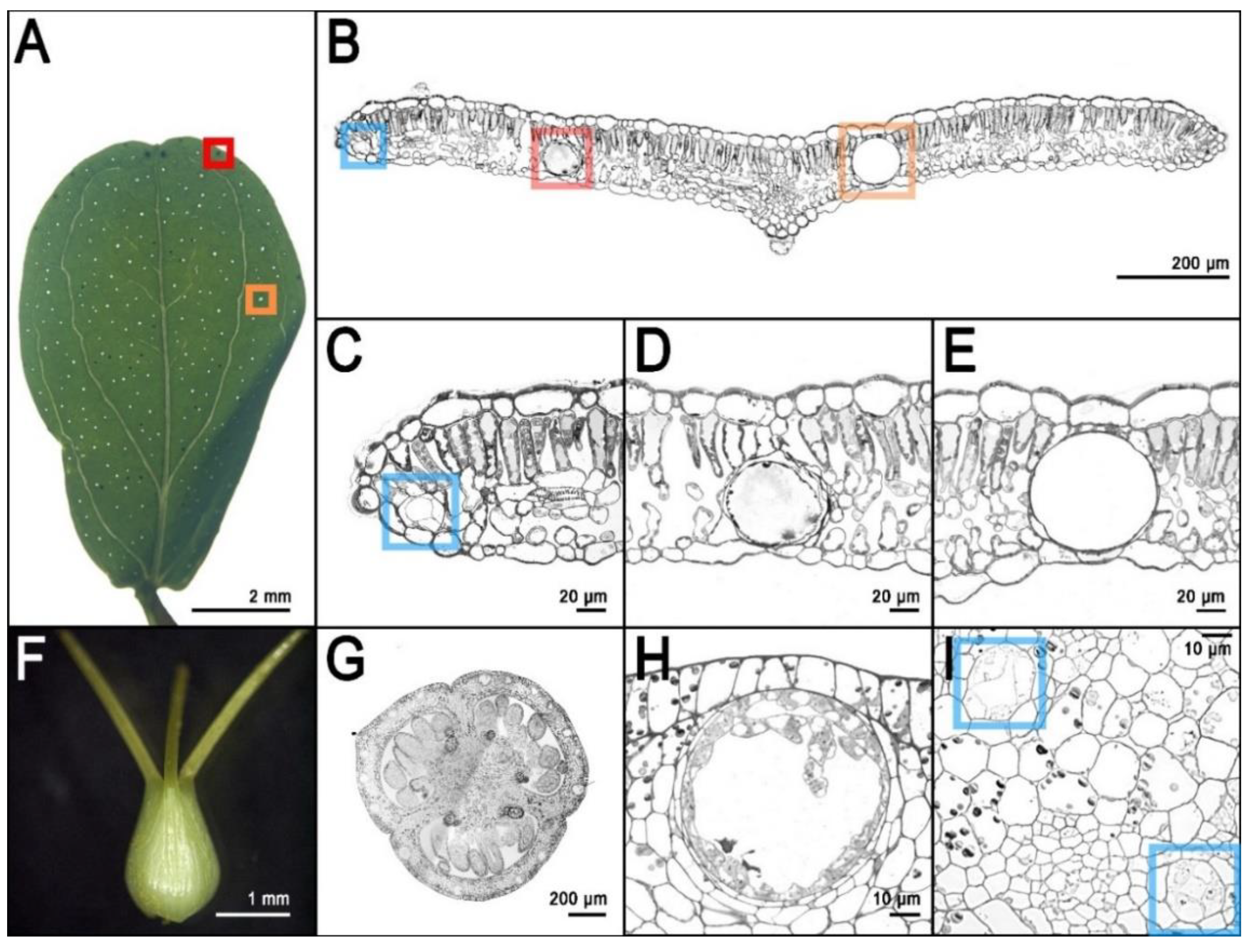 Genes 11 01210 g002 Genes 11 01210 g002