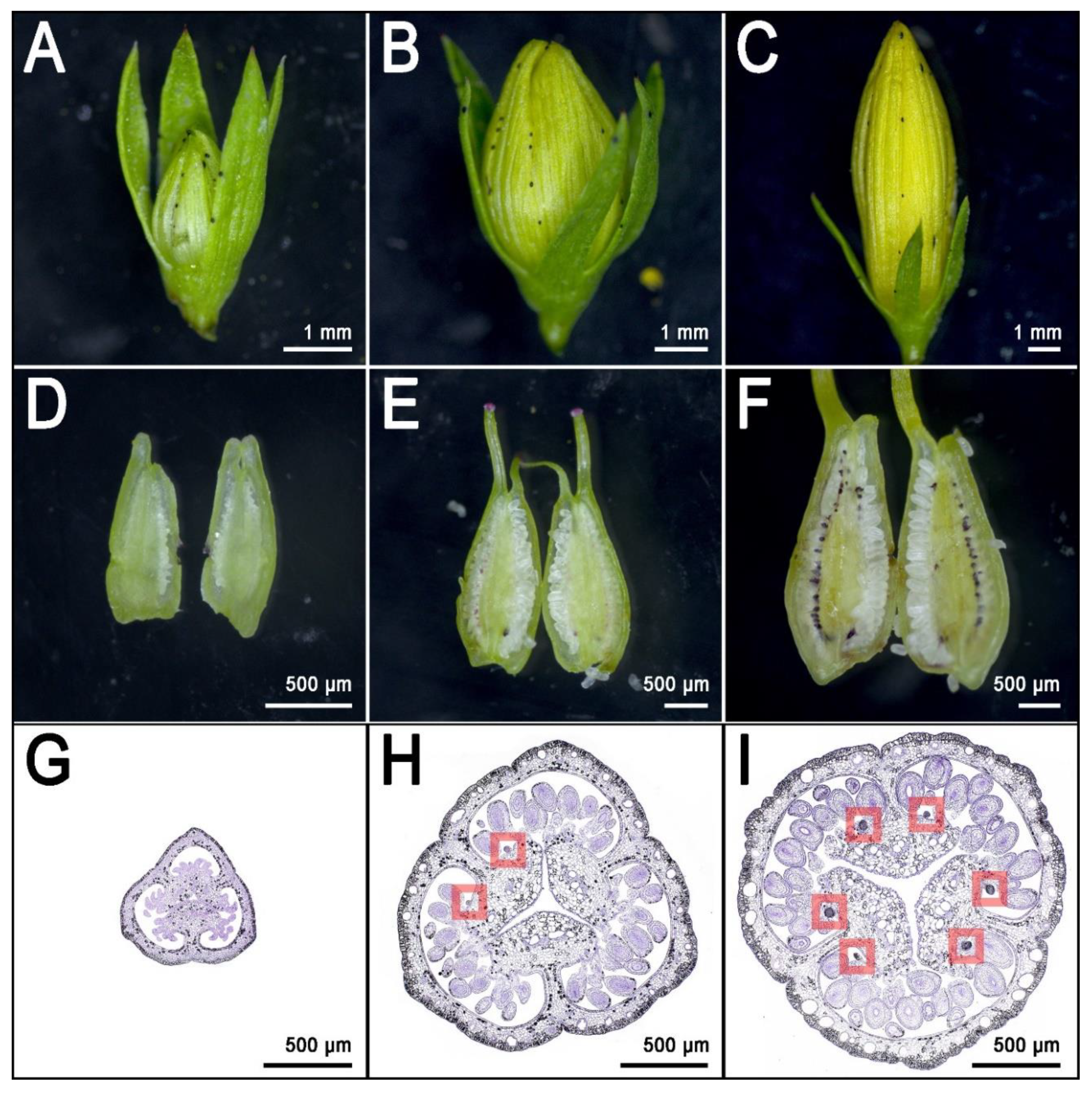 Genes 11 01210 g004 Genes 11 01210 g004