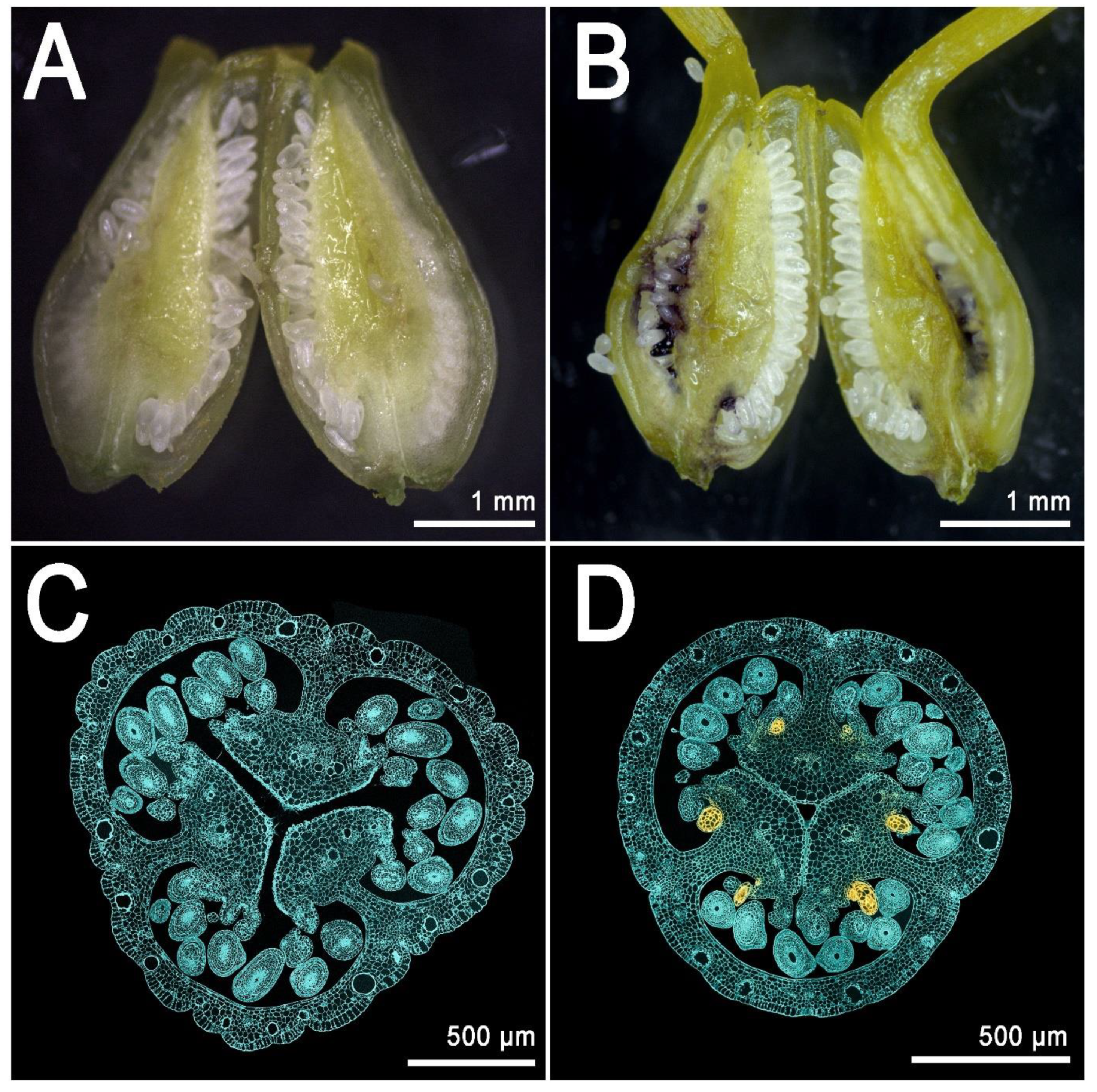 Genes 11 01210 g005 Genes 11 01210 g005