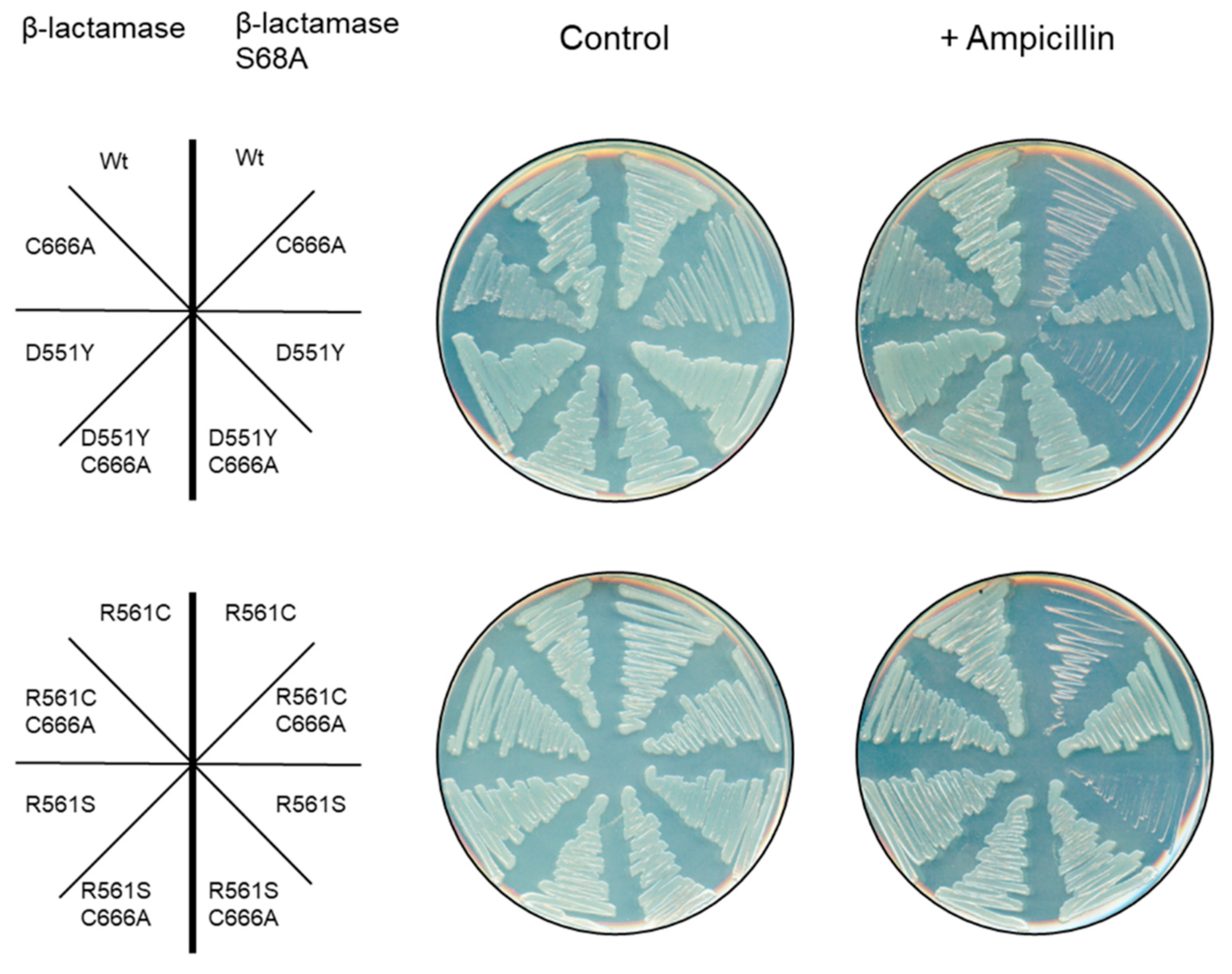 Genes 11 01222 g003