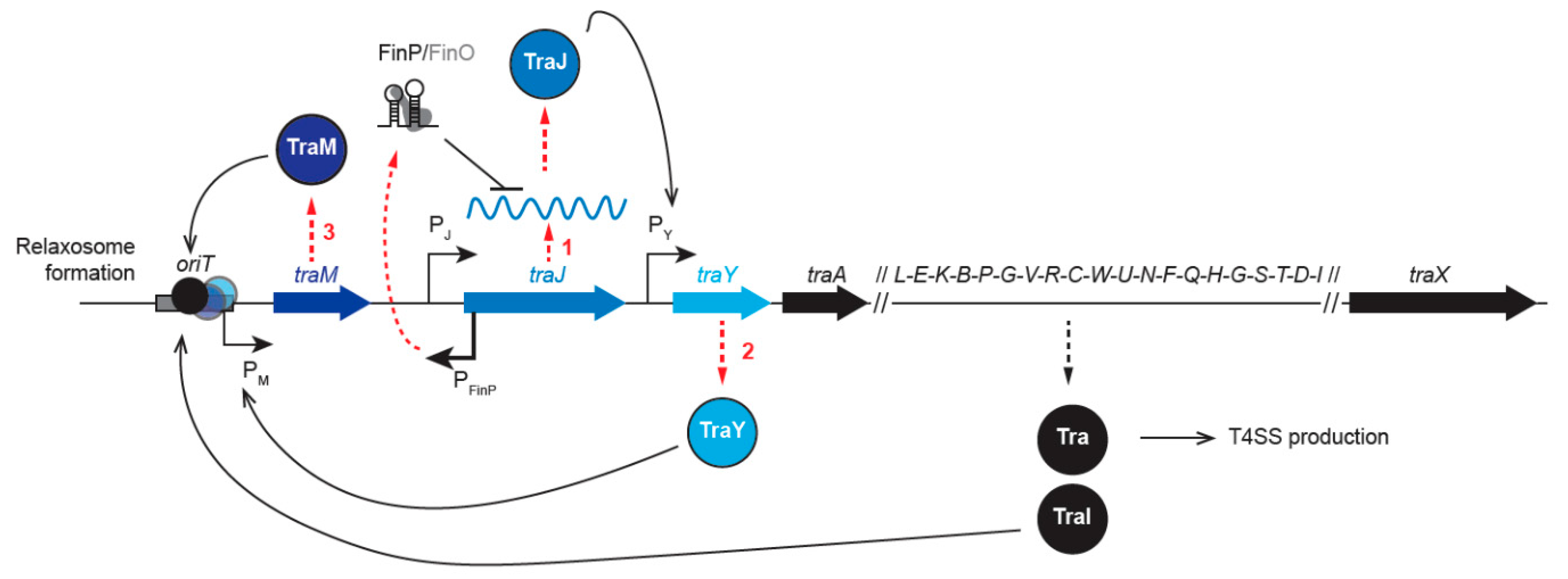 Genes Free Full Text Plasmid Transfer By Conjugation In Gram Negative Bacteria From The Cellular To The Community Level Html