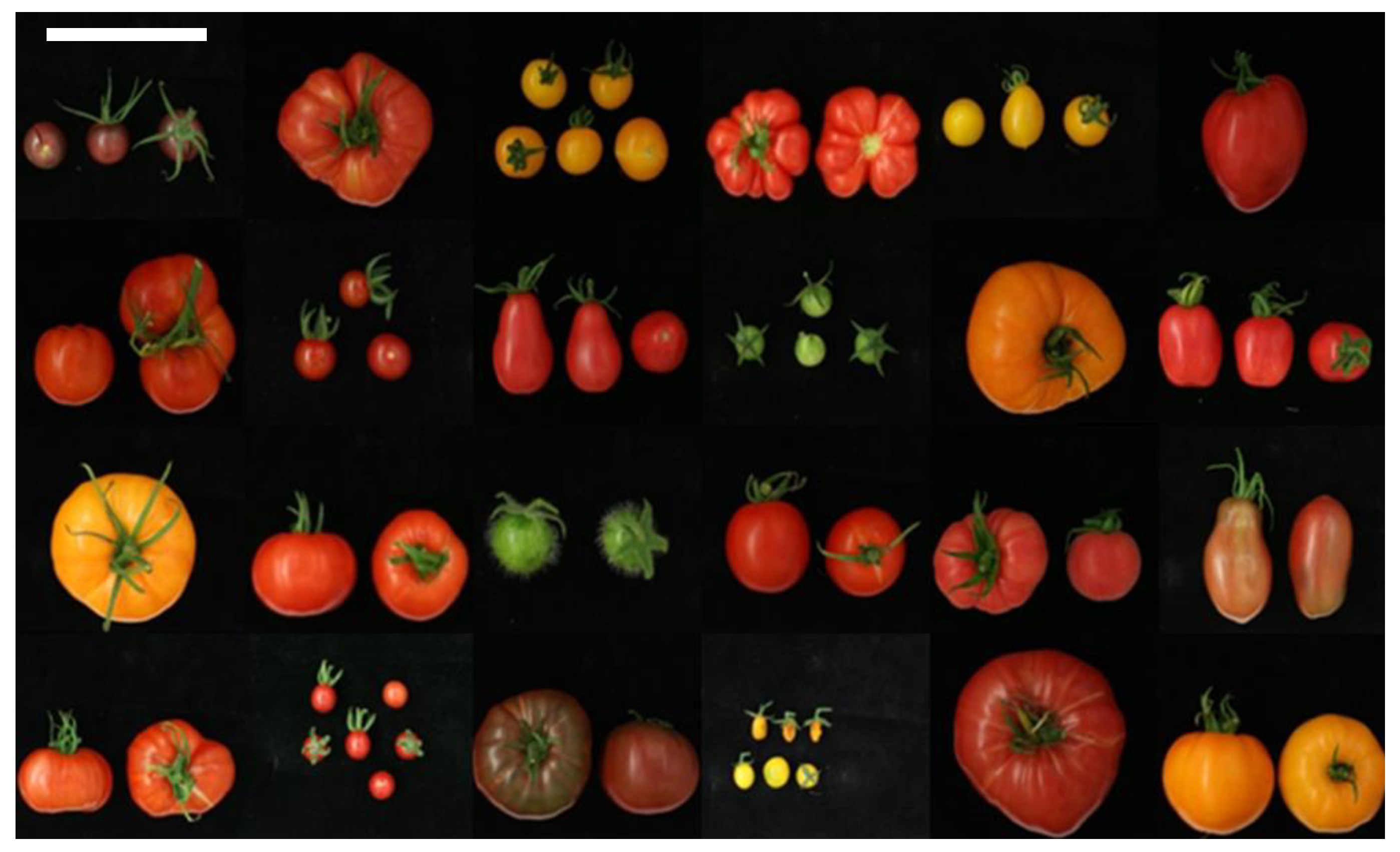 Genes Free FullText Exploration of a Resequenced Tomato Core Collection for Phenotypic and