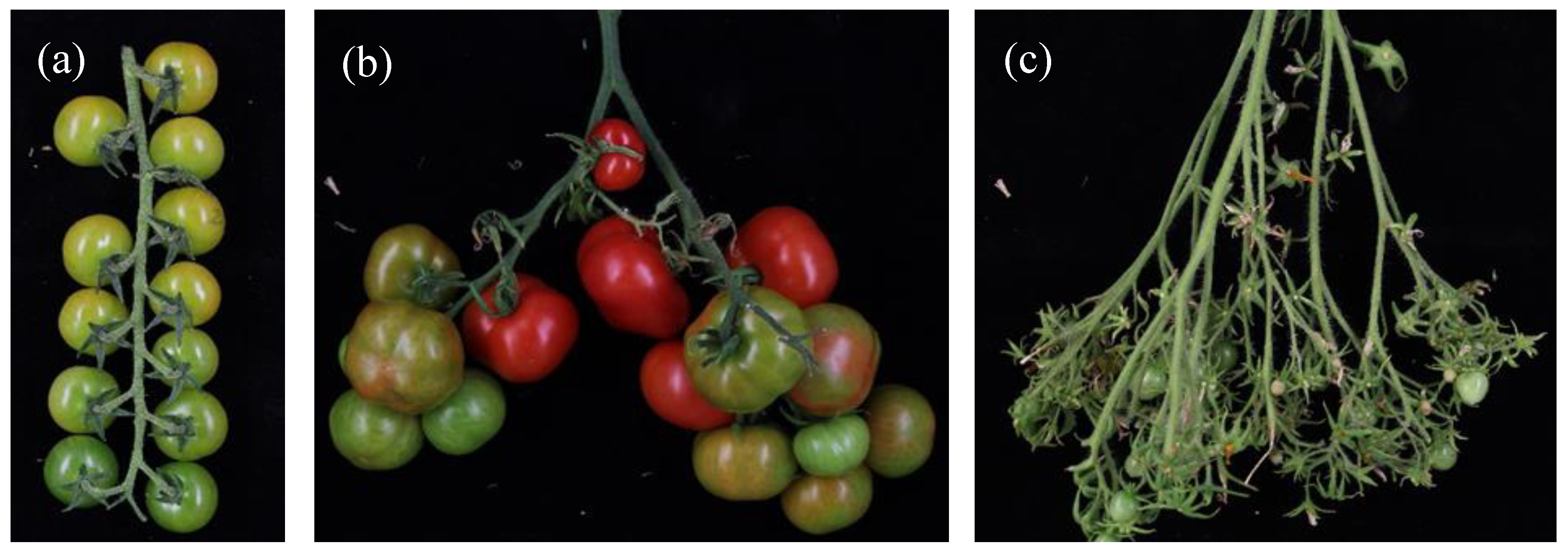 Genes Free FullText Exploration of a Resequenced Tomato Core Collection for Phenotypic and