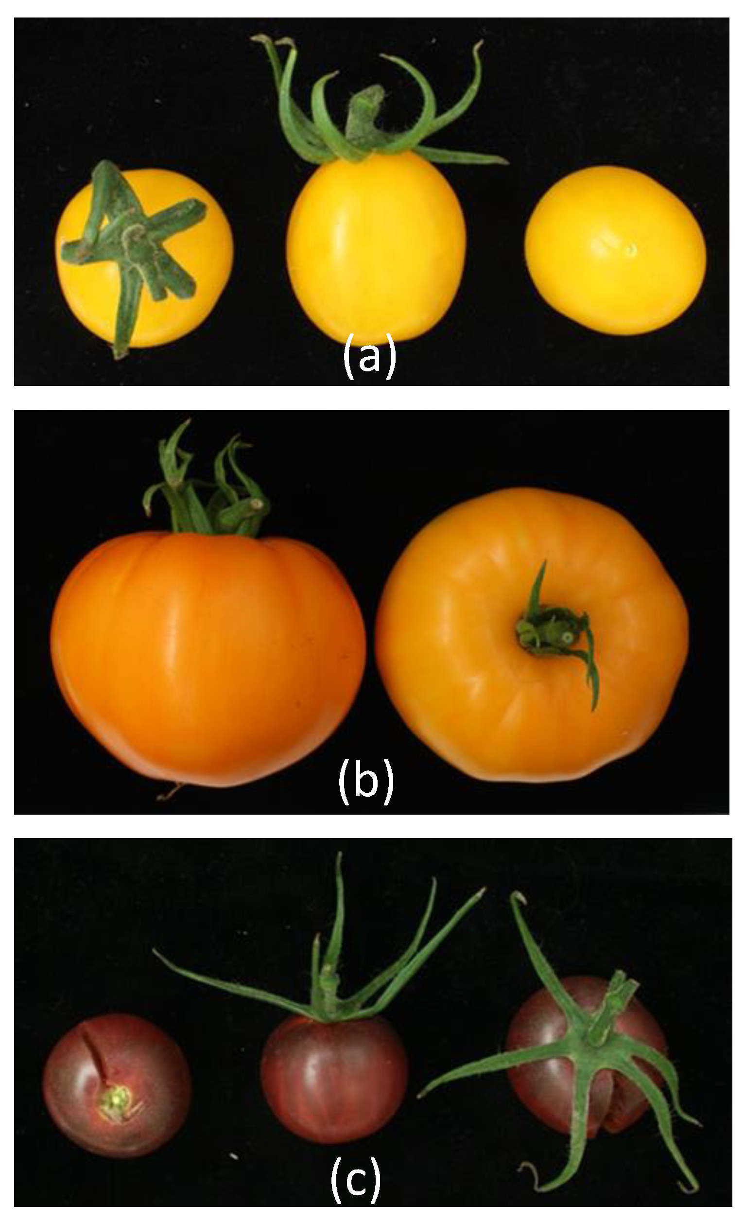 Genes Free FullText Exploration of a Resequenced Tomato Core Collection for Phenotypic and