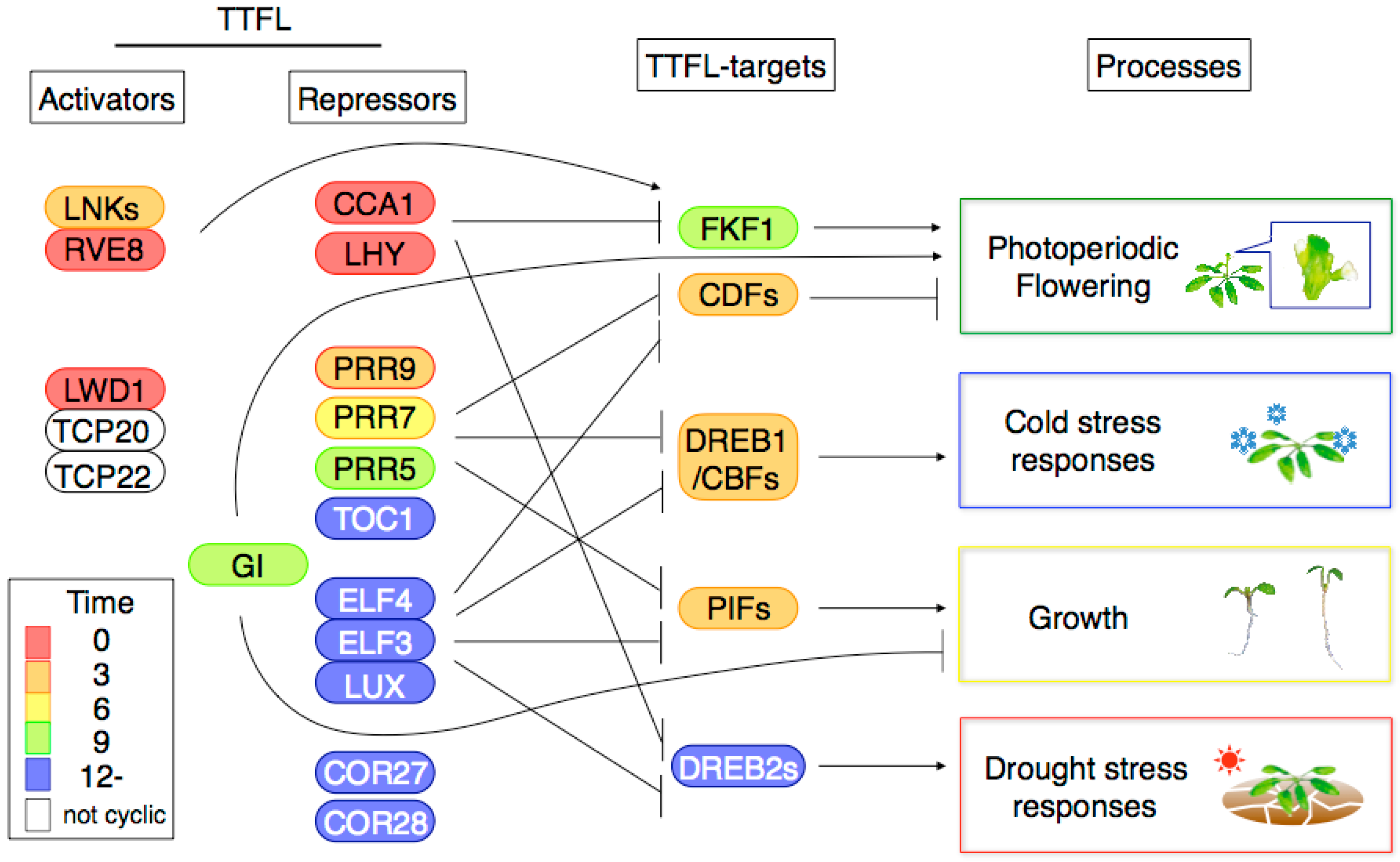 Genes Free FullText The Transcriptional Network in the Arabidopsis