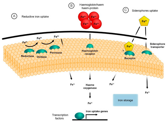 Genes Free Full Text Iron Assimilation during Emerging