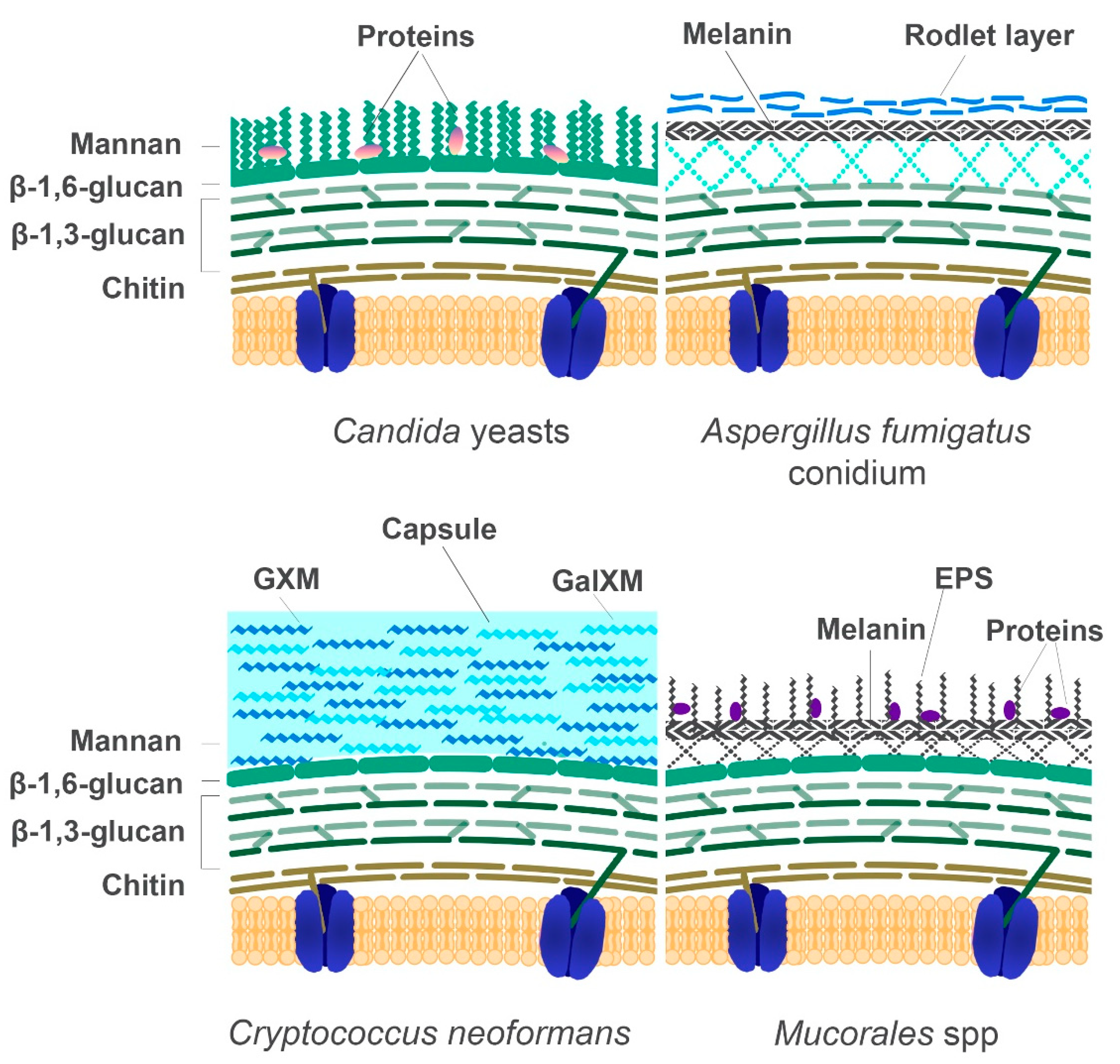 Genes 11 01296 g004