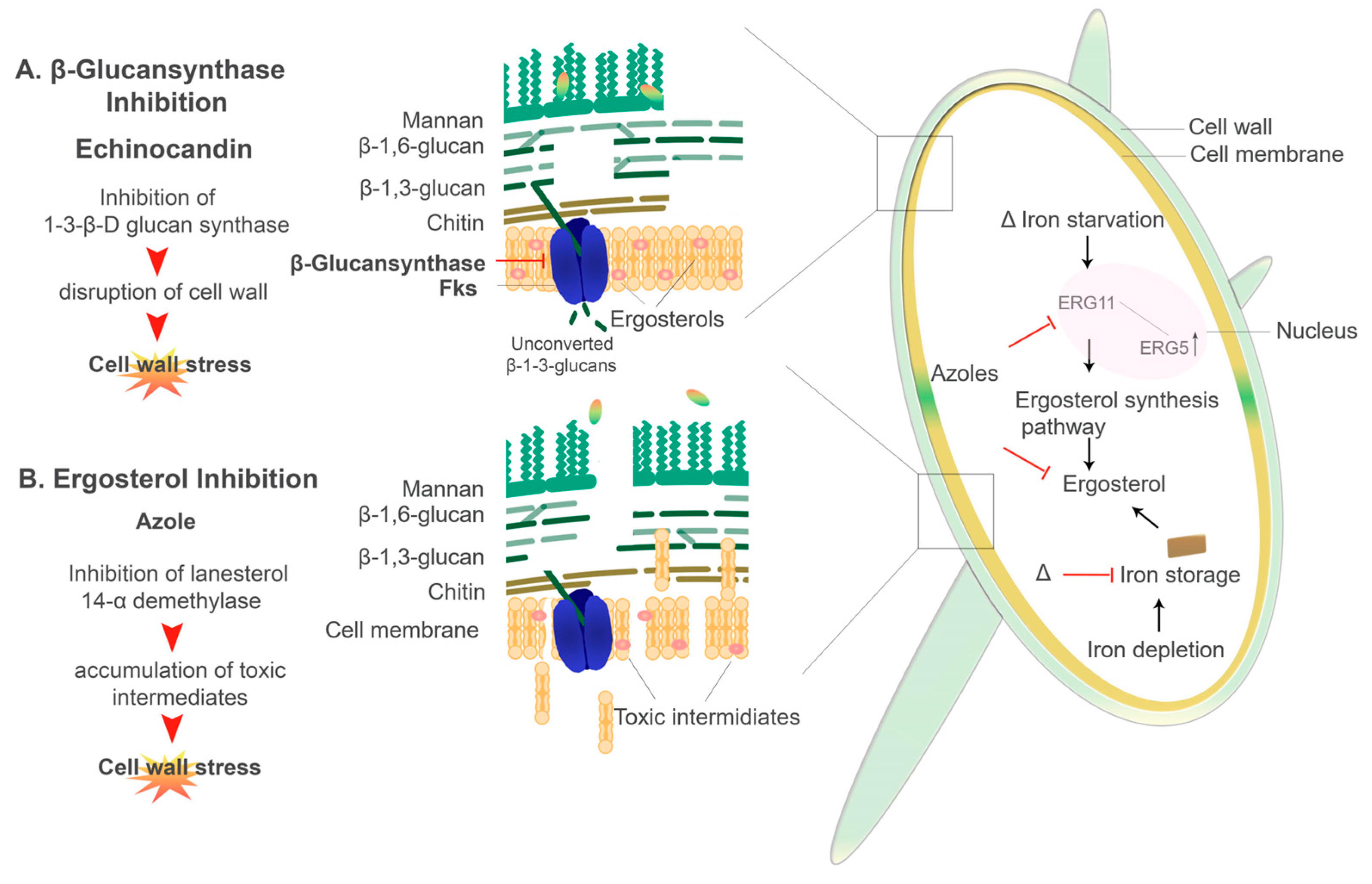 Genes 11 01296 g005