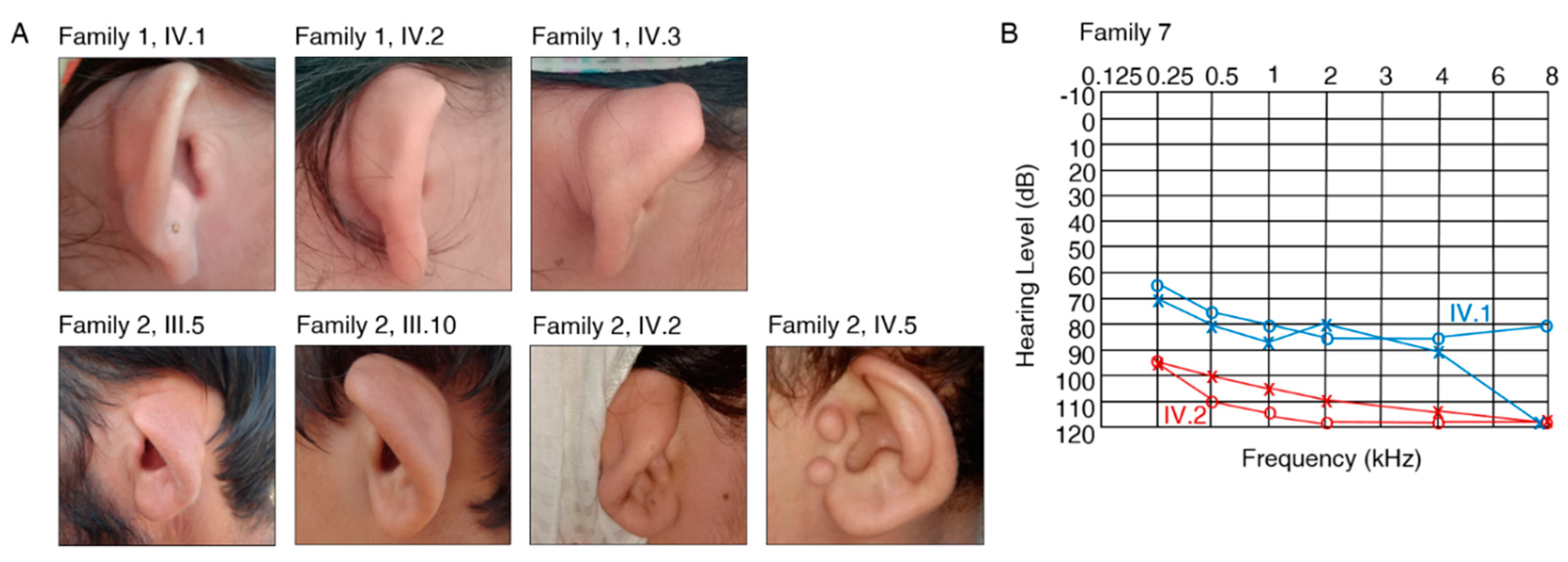 Genes 11 01329 g002