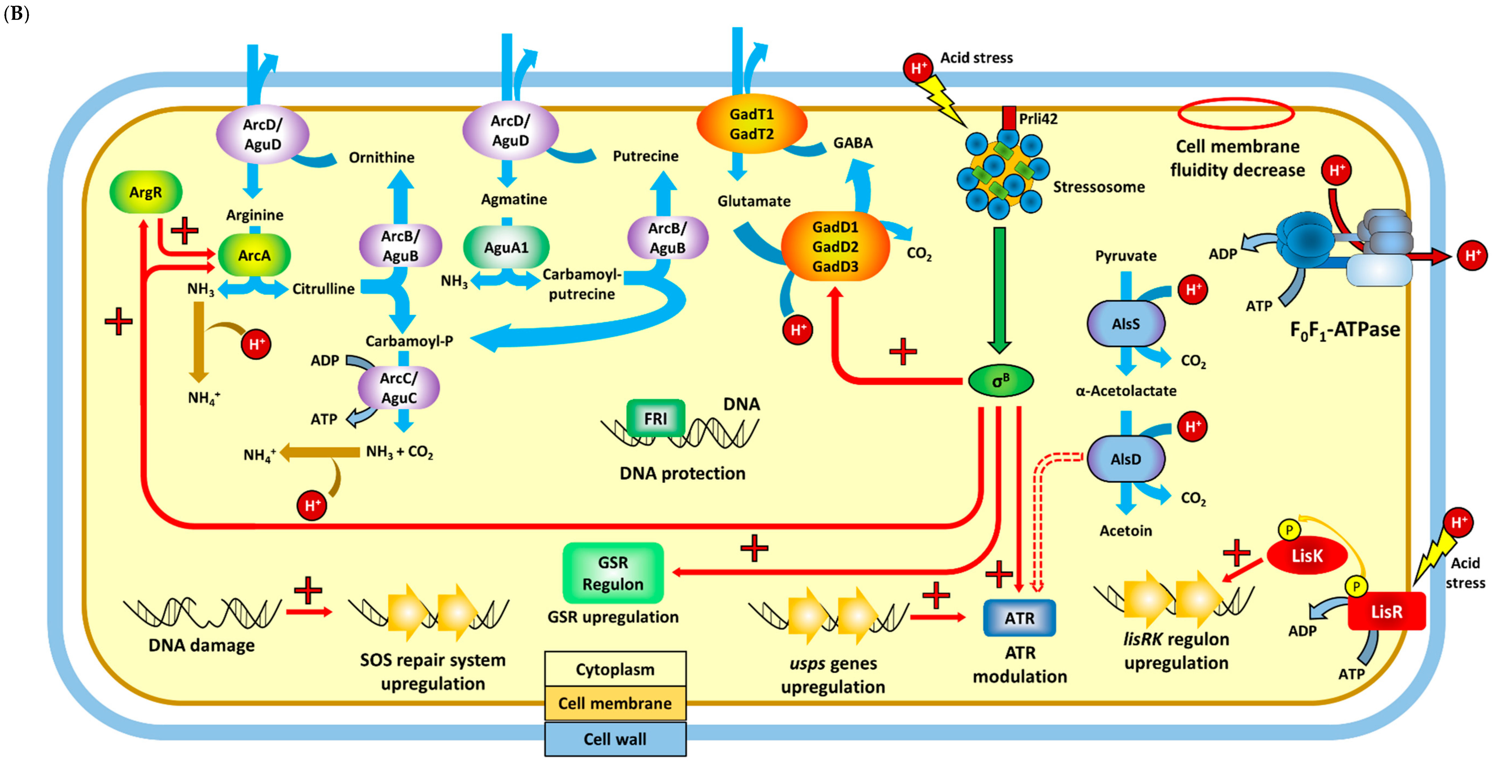 Genes 11 01330 g001b