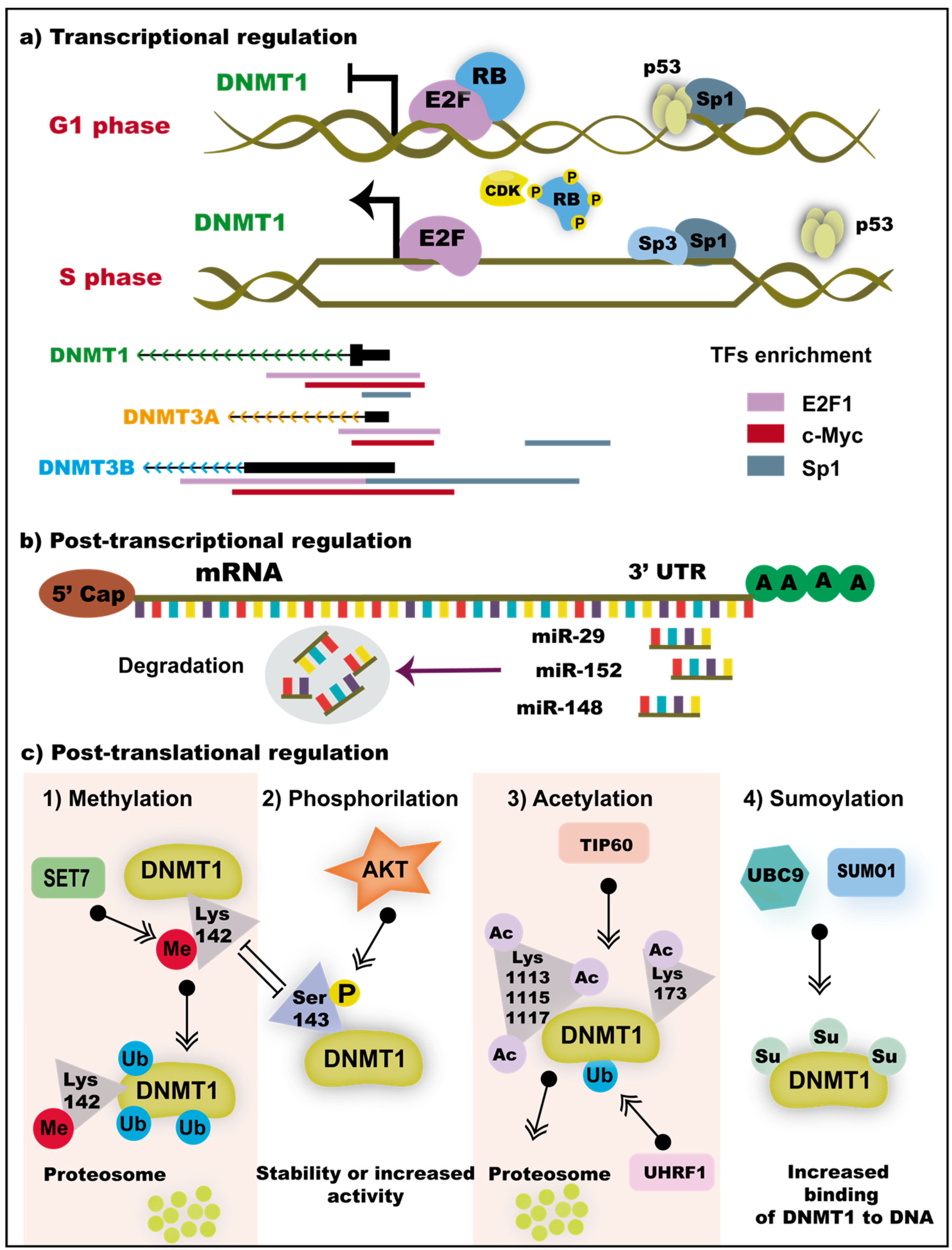 Genes 11 01336 g002