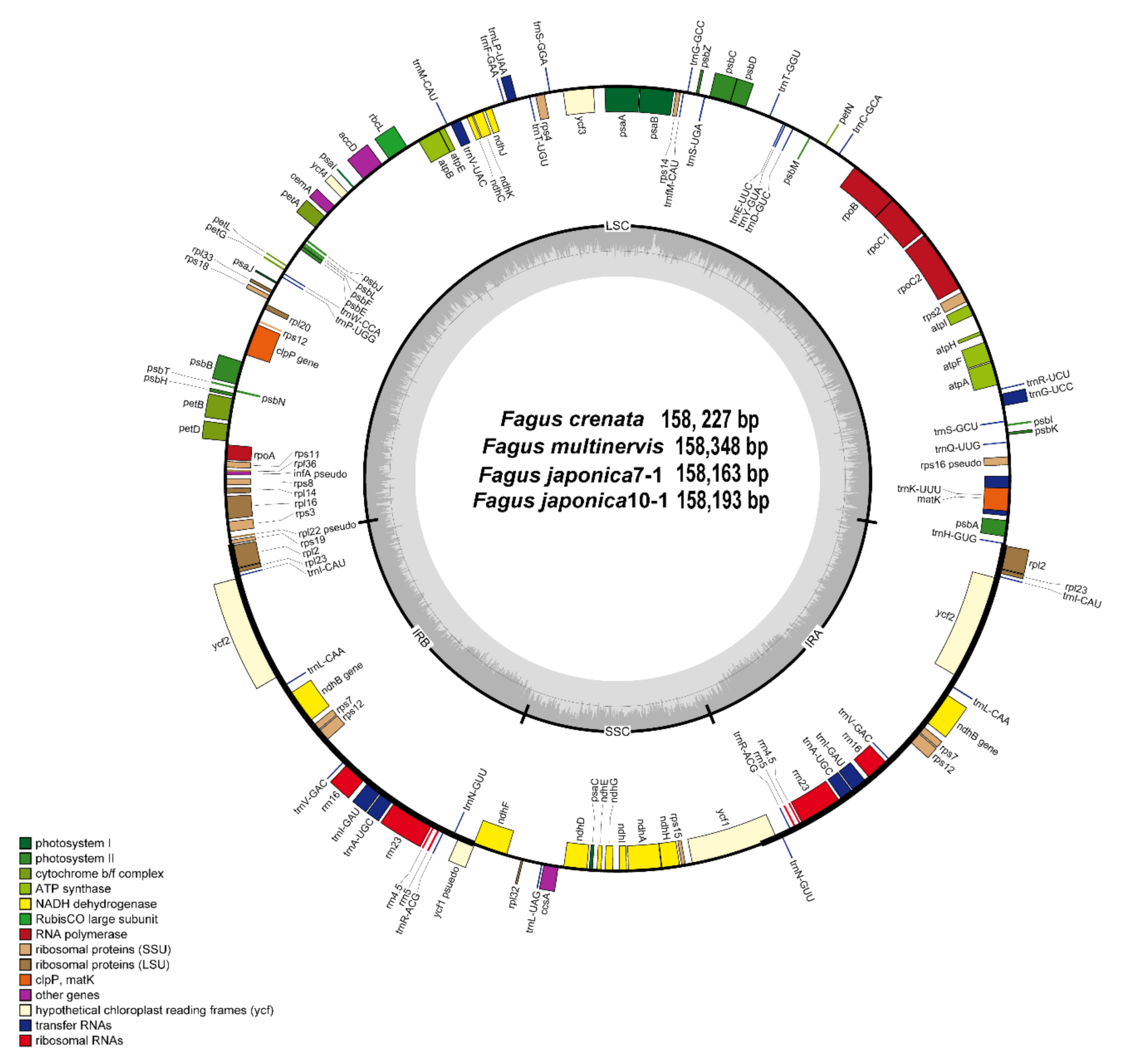 Genes 11 01338 g001