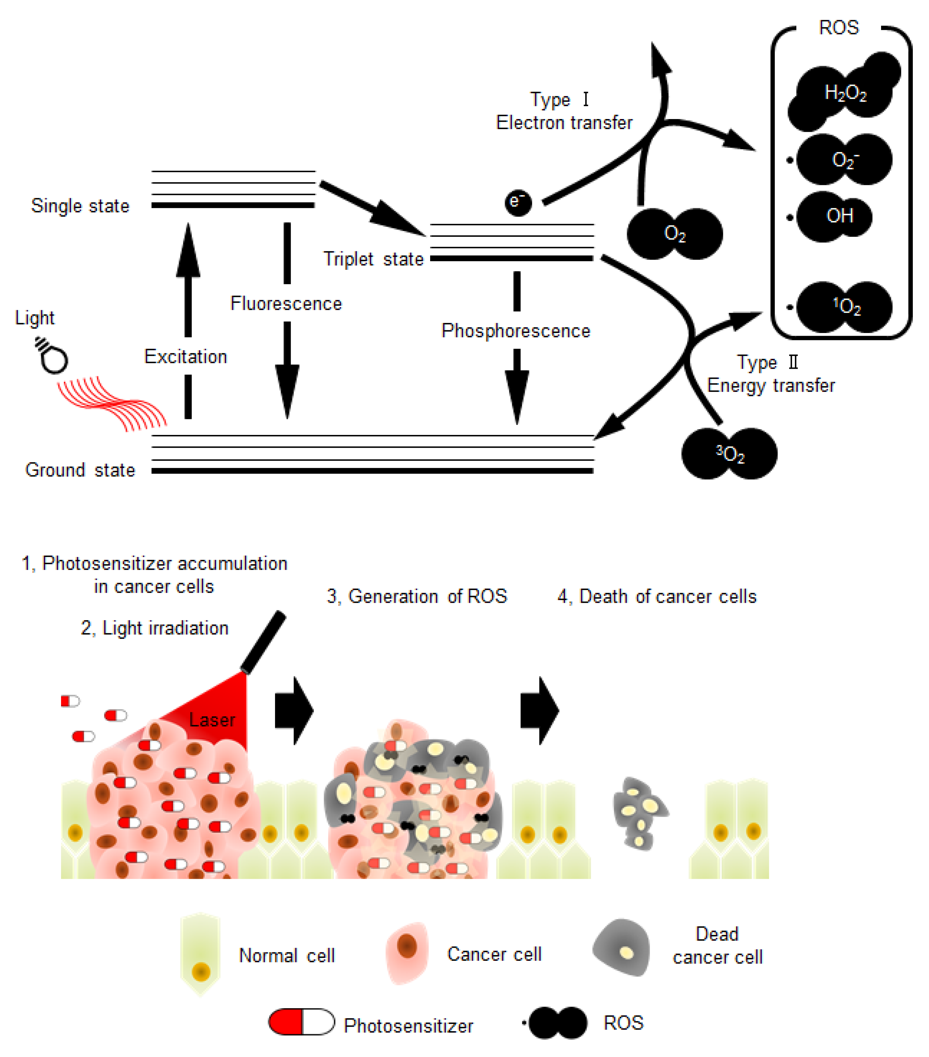 Genes Free FullText Photosensitizers Based on GQuadruplex Ligand
