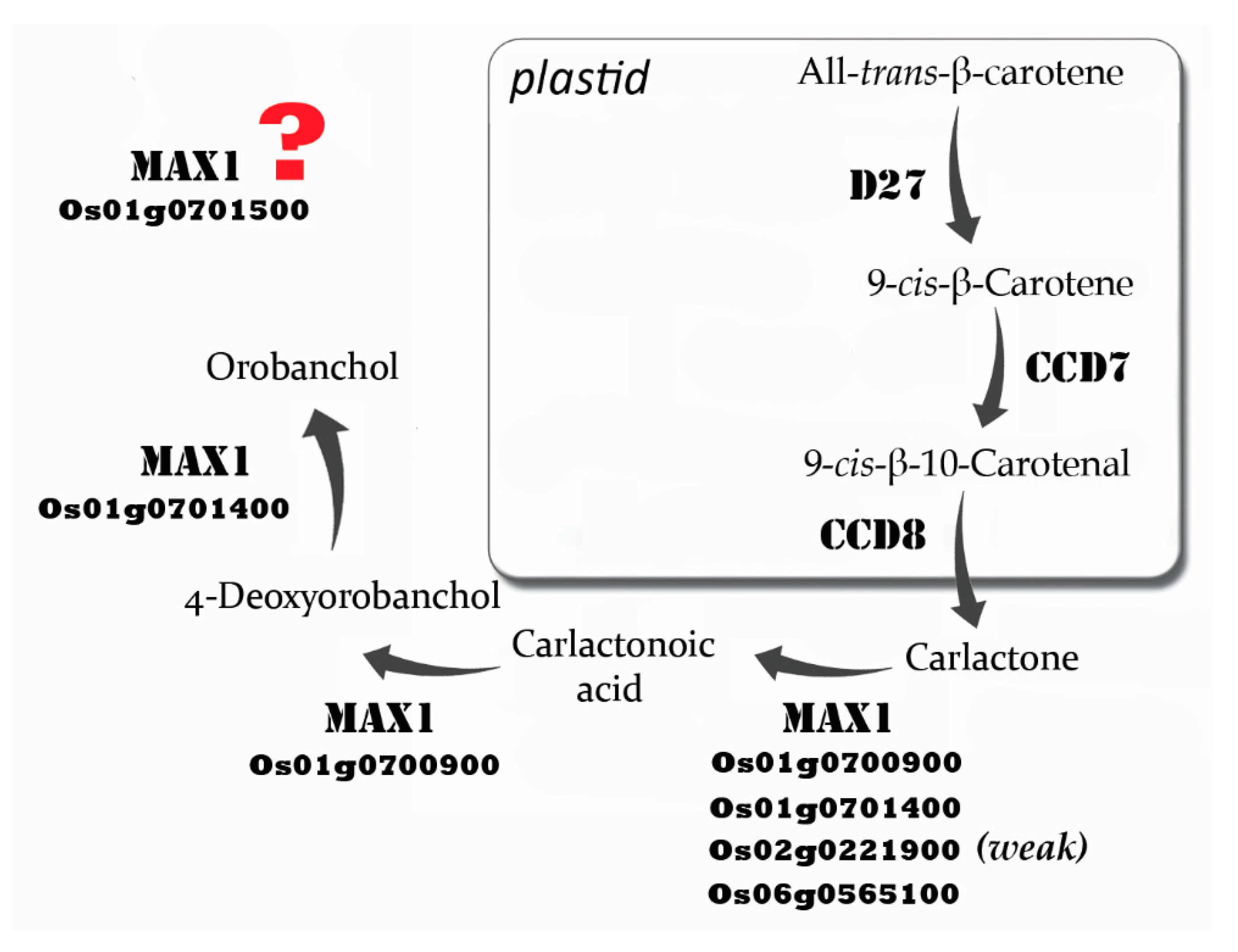 Genes 11 01348 g002