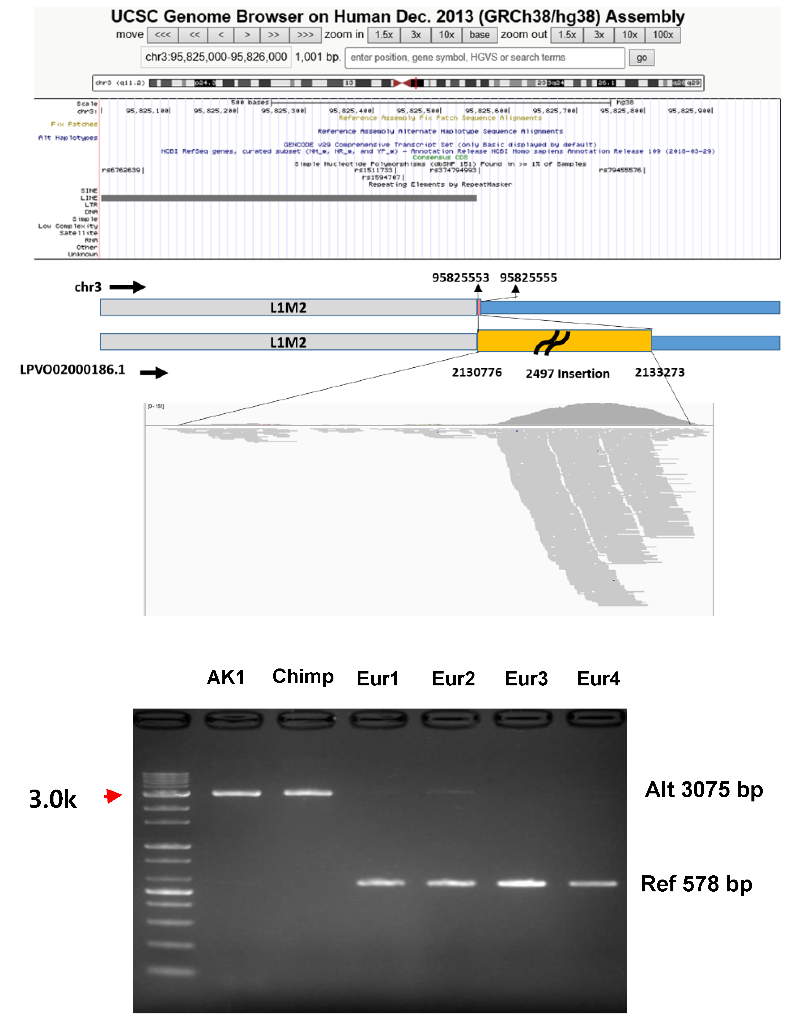 Genes 11 01350 g003 Genes 11 01350 g003