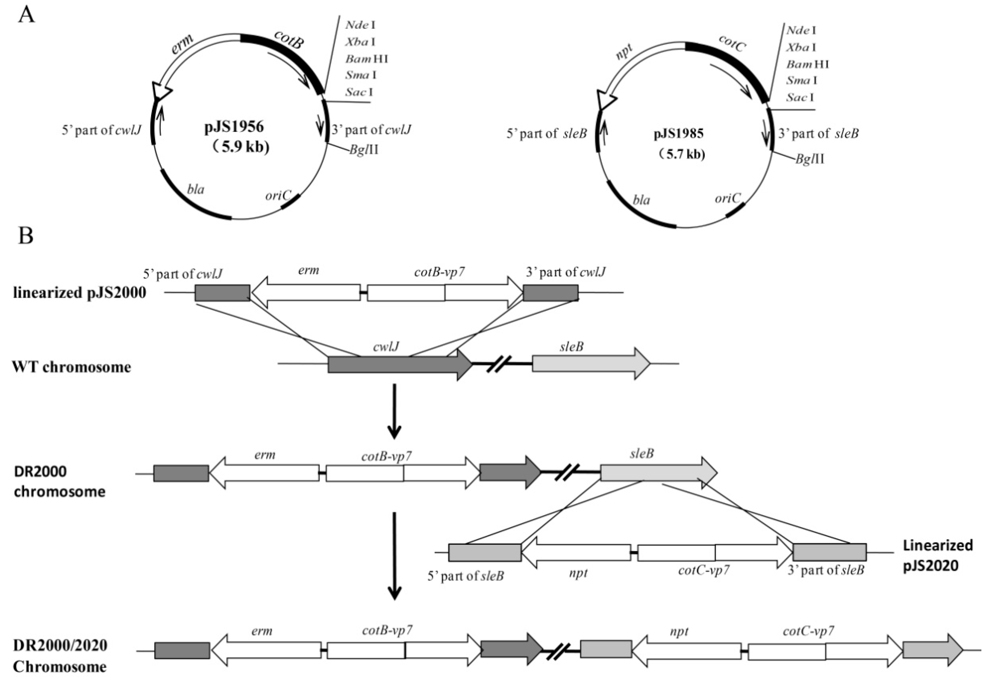 Genes 11 01351 g001