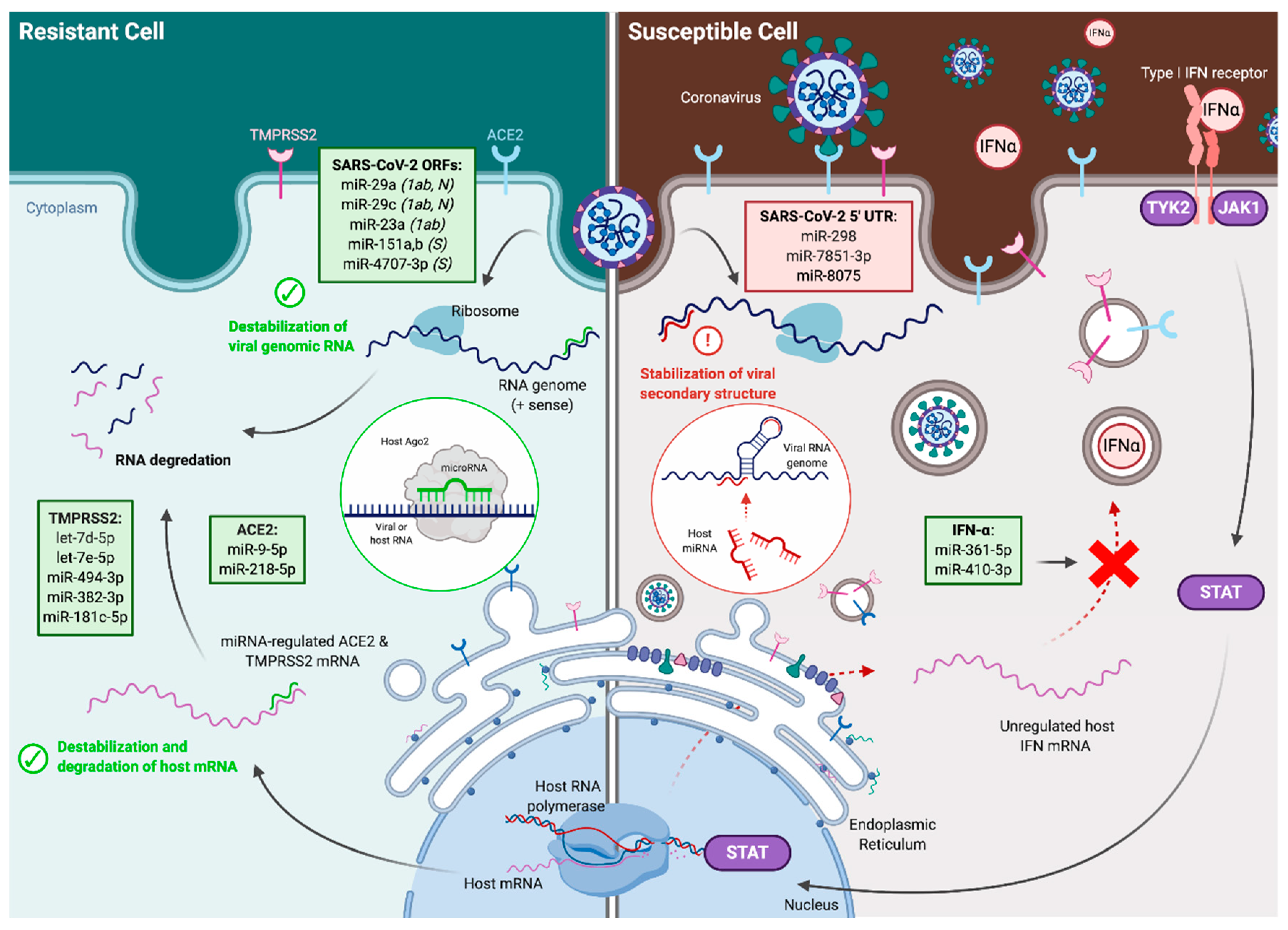 Computational Analysis of Targeting SARS-CoV-2, Viral Entry Proteins ...