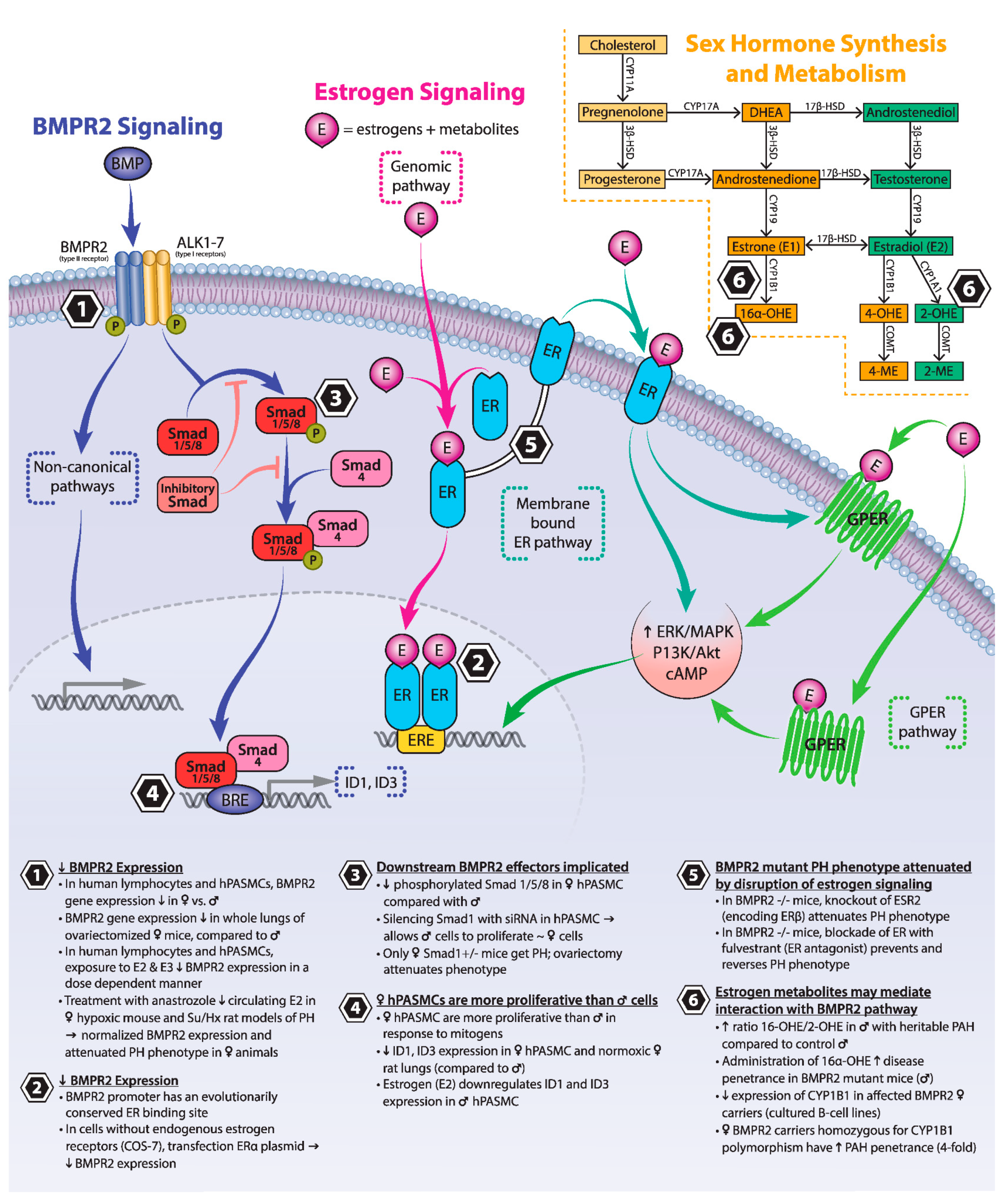 Genes 11 01371 g001