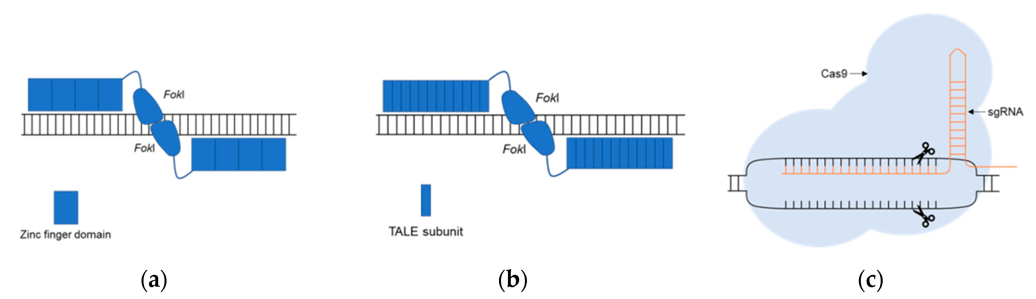 Genes 11 01376 g003 Genes 11 01376 g003