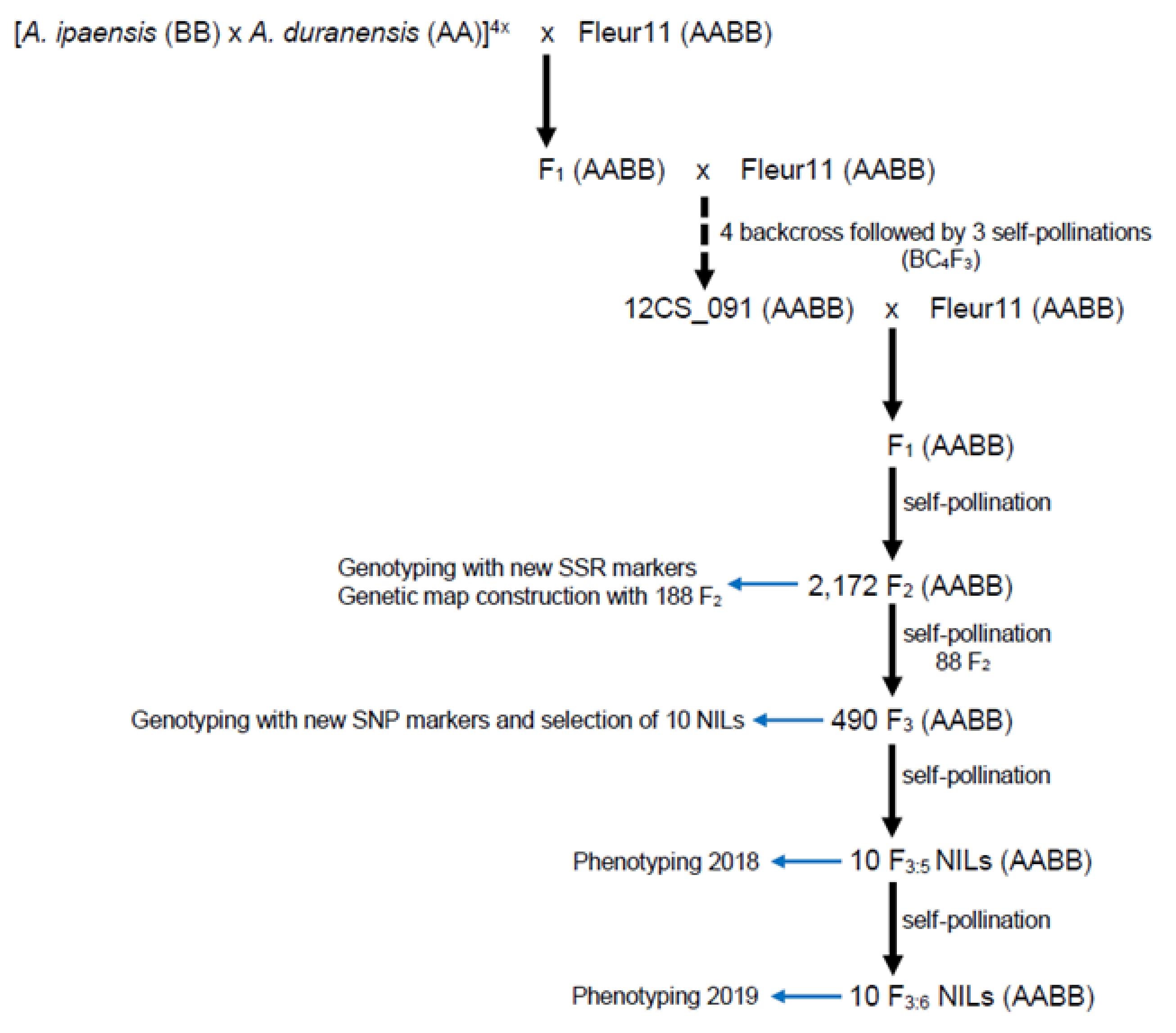 Genes Free Full Text Fine Mapping Of A Wild Genomic Region Involved In Pod And Seed Size Reduction On Chromosome A07 In Peanut Arachis Hypogaea L Html