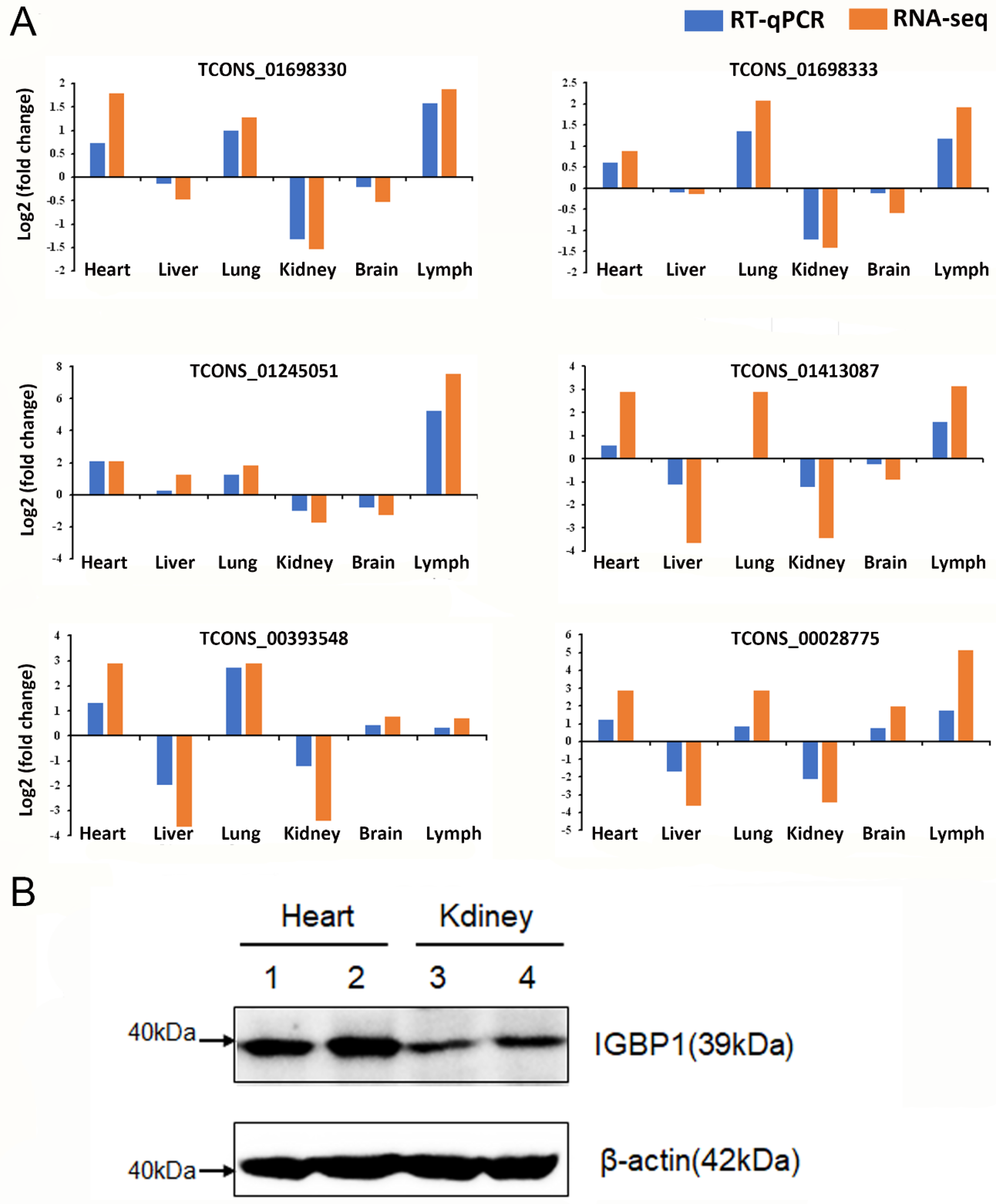 Genes 11 01405 g006 Genes 11 01405 g006