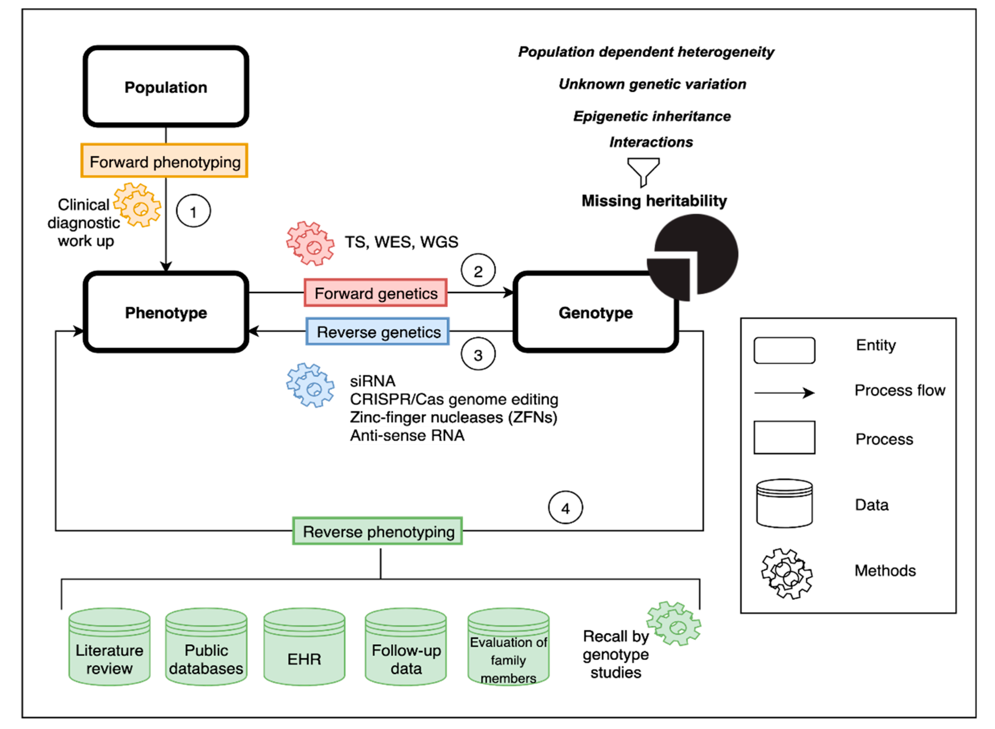 Genes Free Full-Text There and Back Again—Forward Genetics and Reverse Phenotyping in Pulmonary Arterial Hypertension image