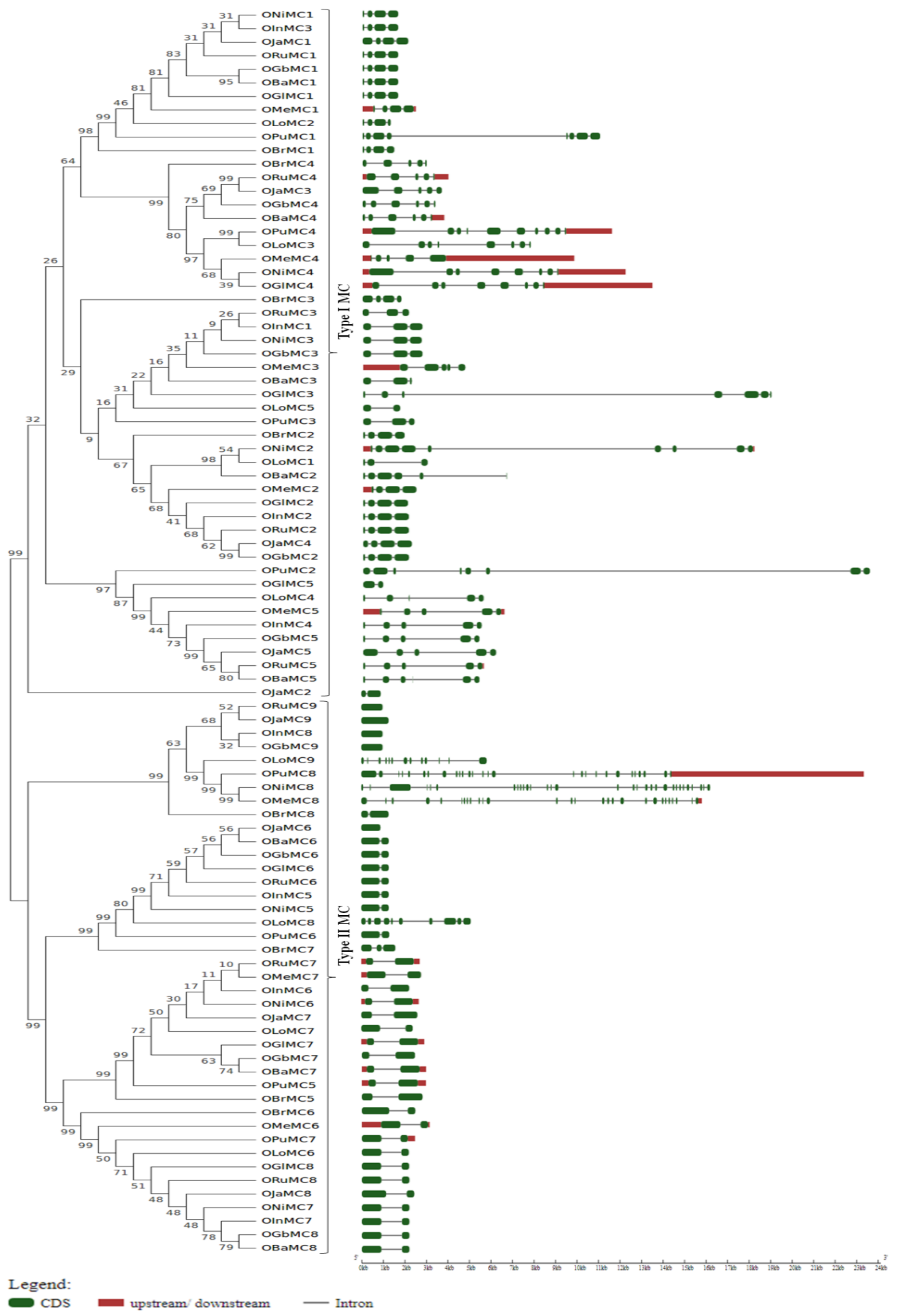 Genes 11 01412 g003 Genes 11 01412 g003