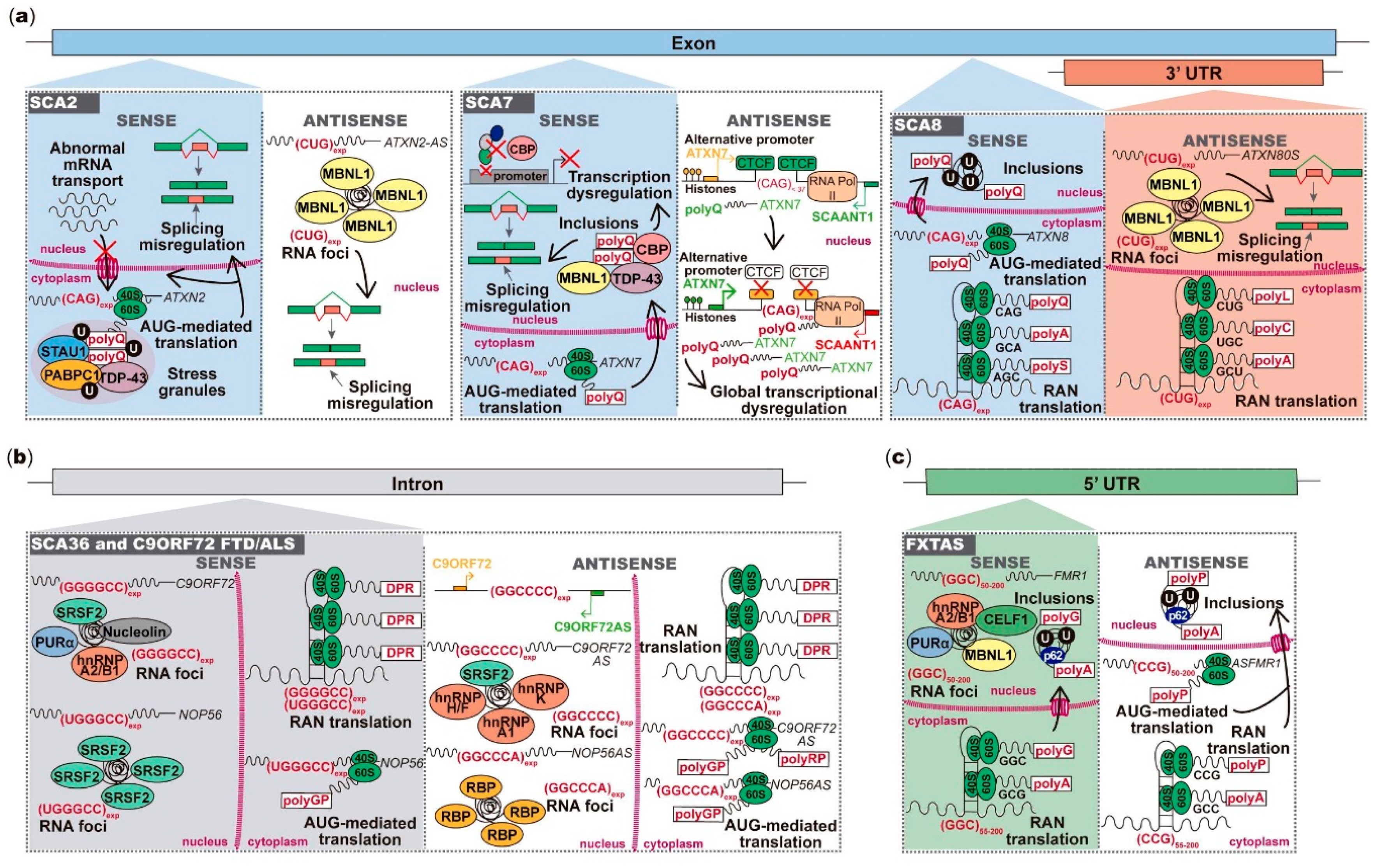 Genes 11 01418 g002a Genes 11 01418 g002a
