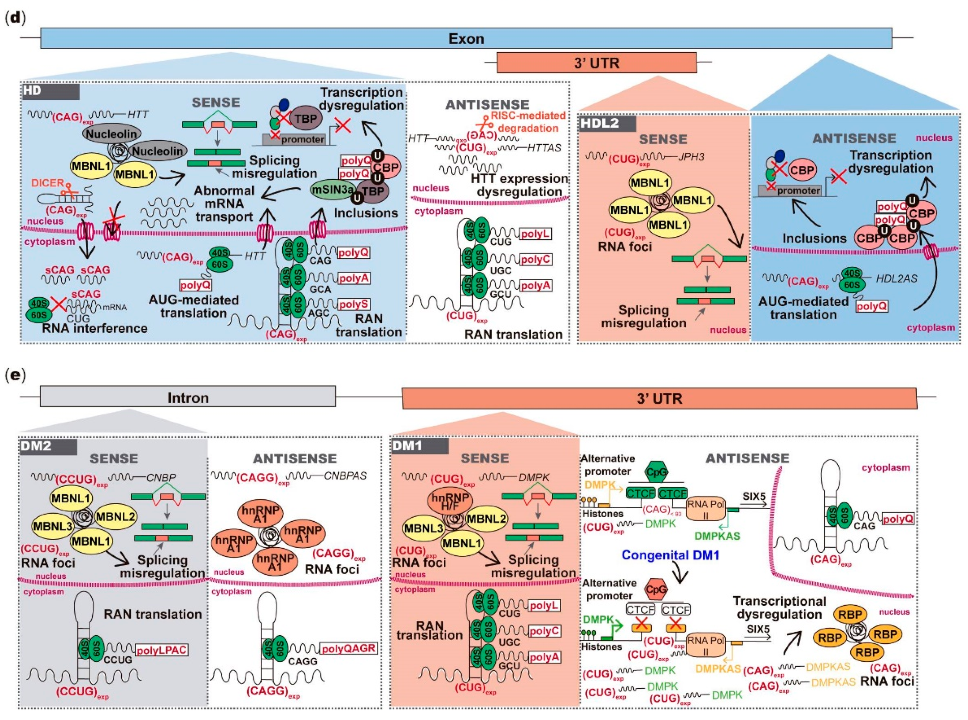 Genes 11 01418 g002b Genes 11 01418 g002b