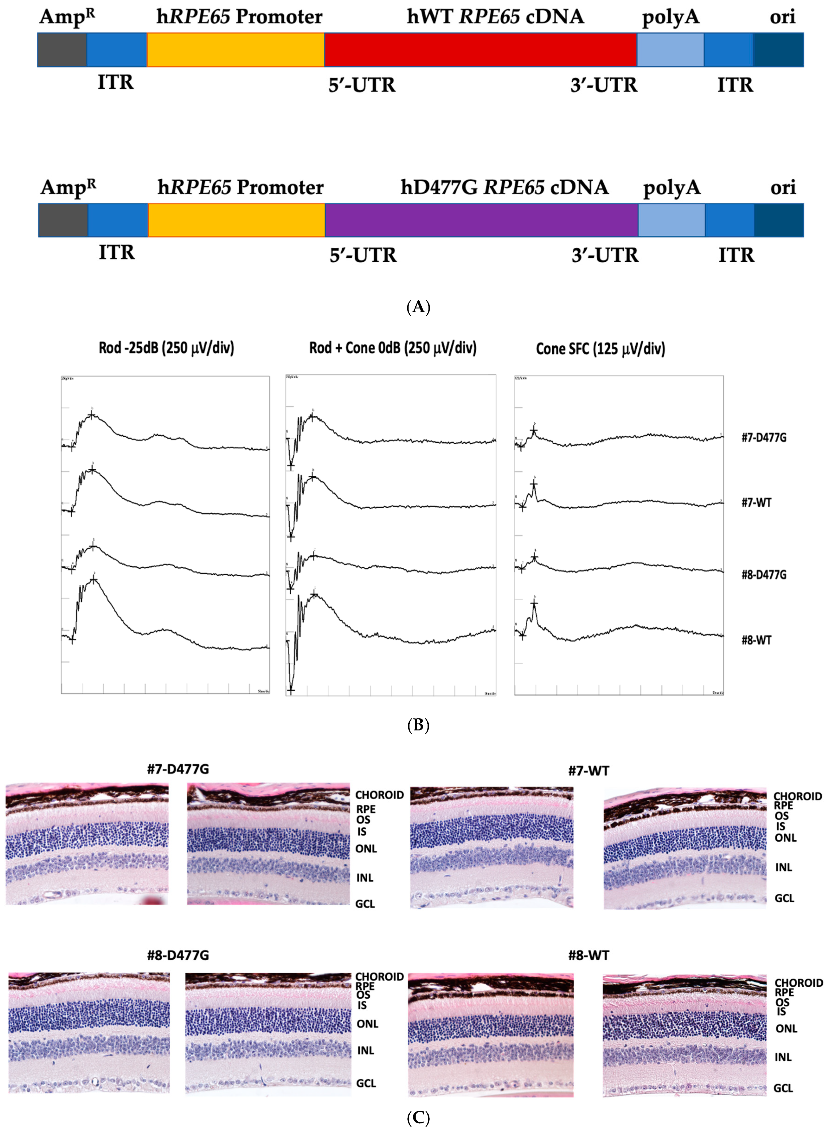 Genes 11 01420 g004 Genes 11 01420 g004