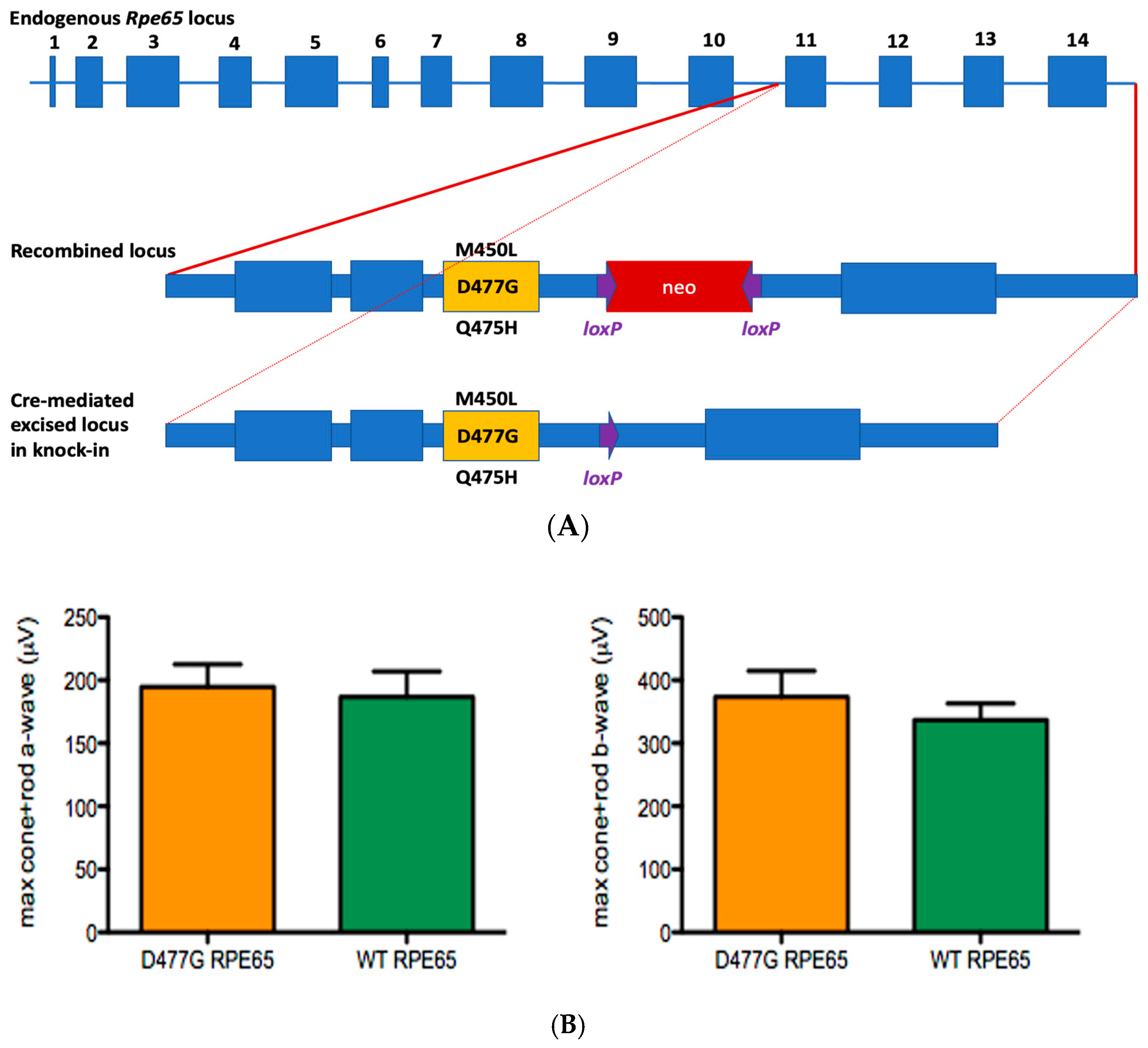 Genes 11 01420 g005 Genes 11 01420 g005