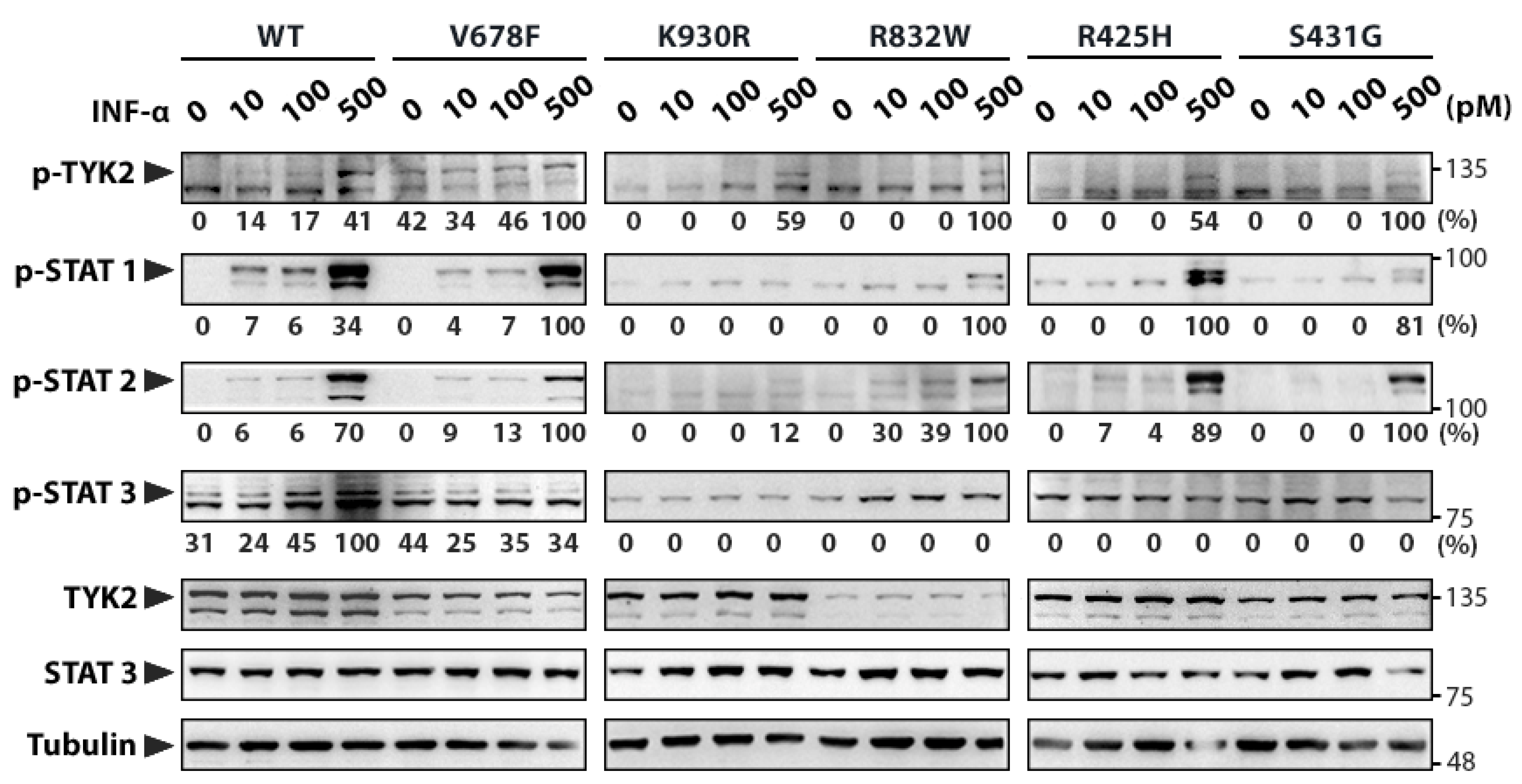Genes 11 01434 g002