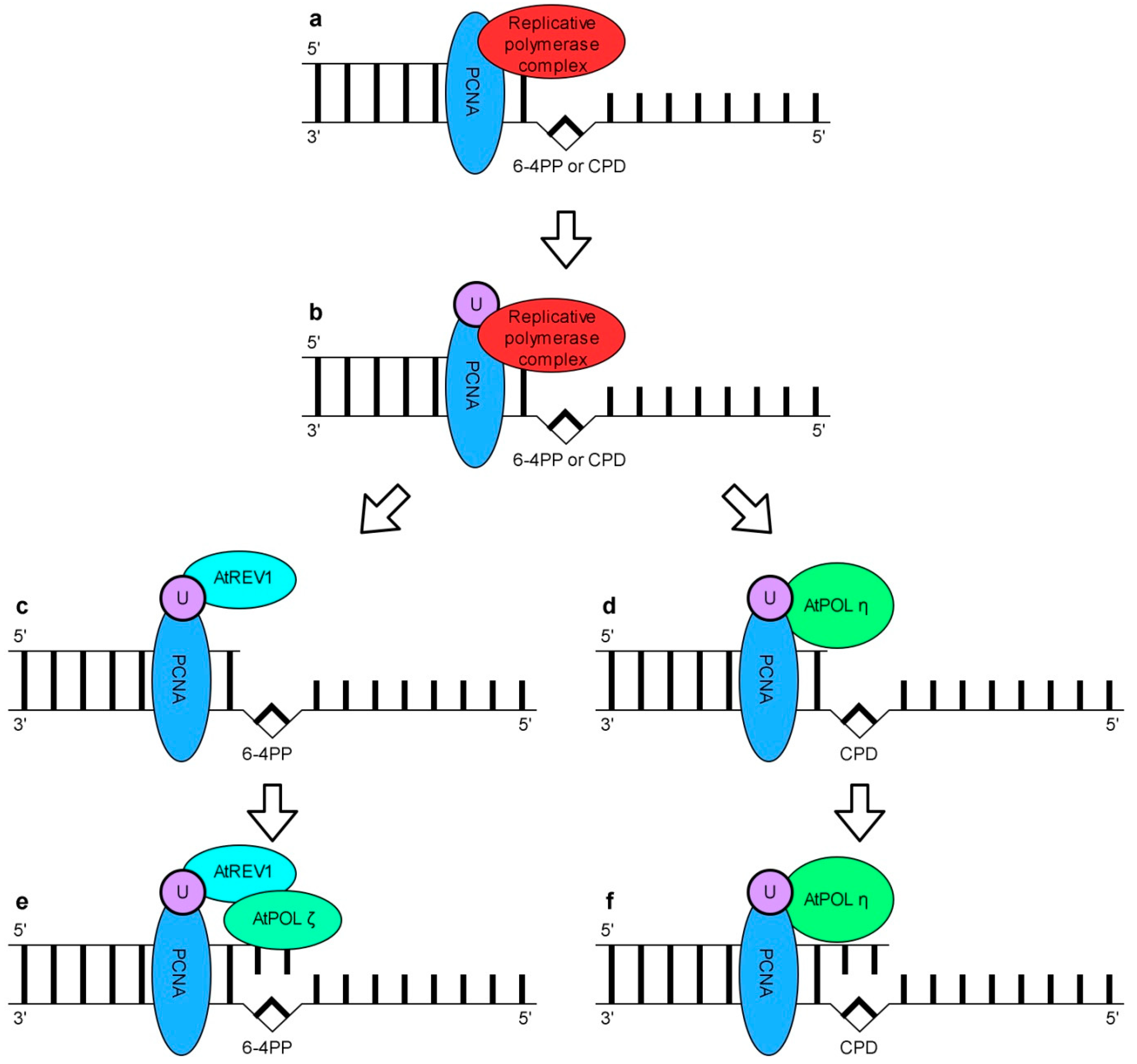 Translesion Synthesis. Abc11 ген. 11 б ген