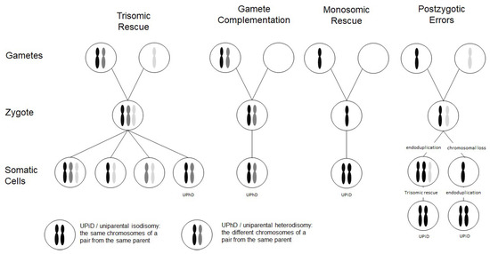 Genes | free full-text | prenatal detection of uniparental disomies