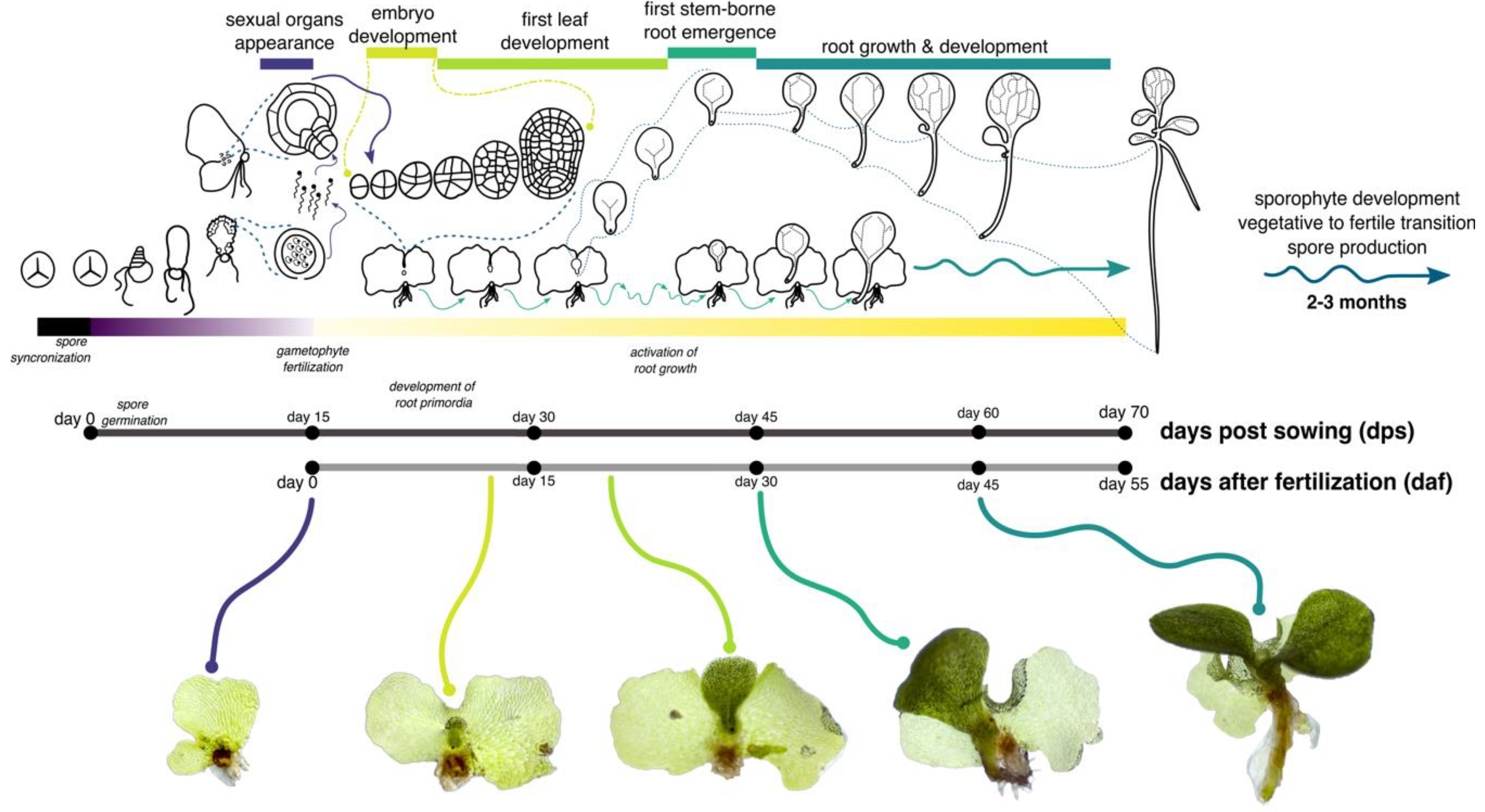 Genes 11 01455 g003 Genes 11 01455 g003