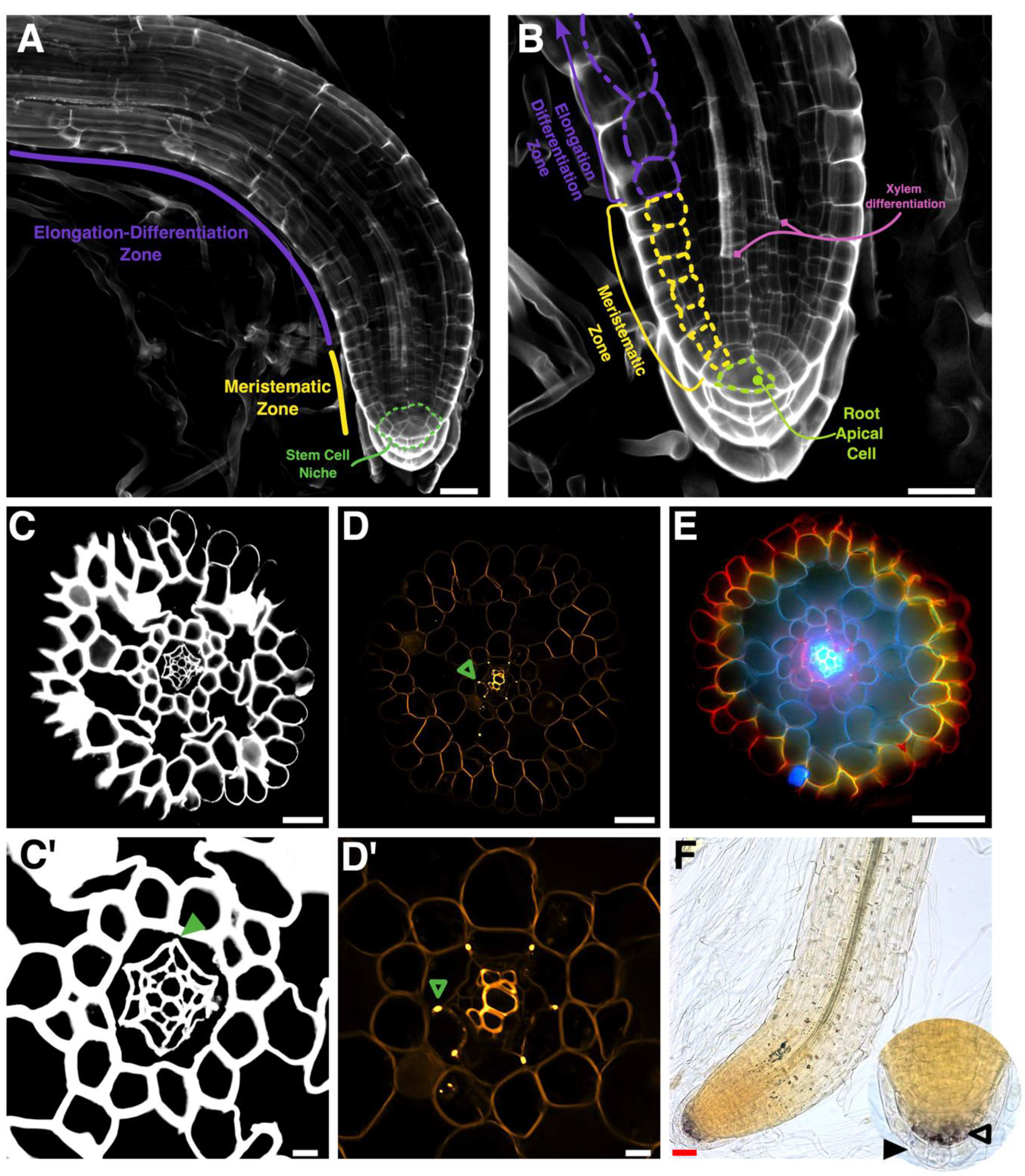 Genes 11 01455 g004 Genes 11 01455 g004