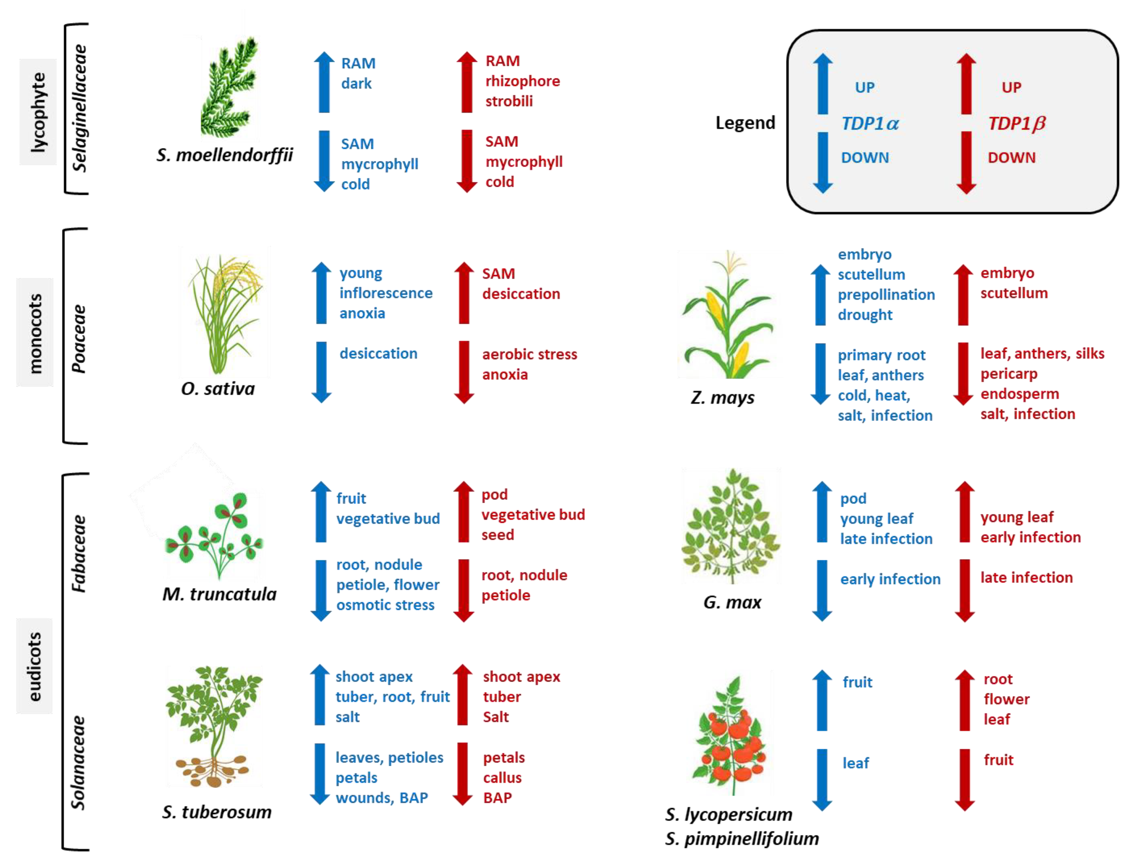 Genes 11 01465 g008 Genes 11 01465 g008